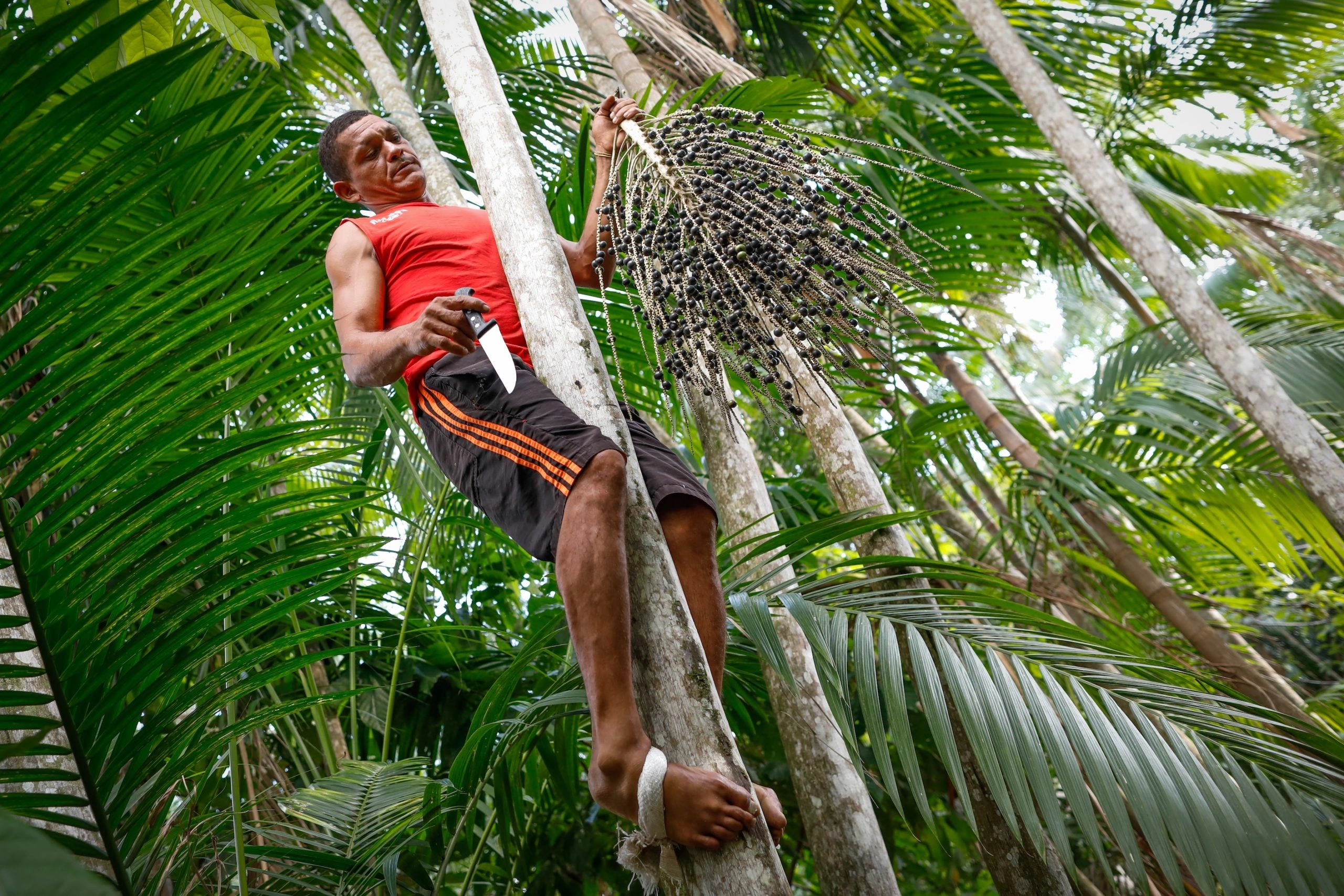 The Other Açai – A Rare Palm That Pays Brazilians to Save the Forest