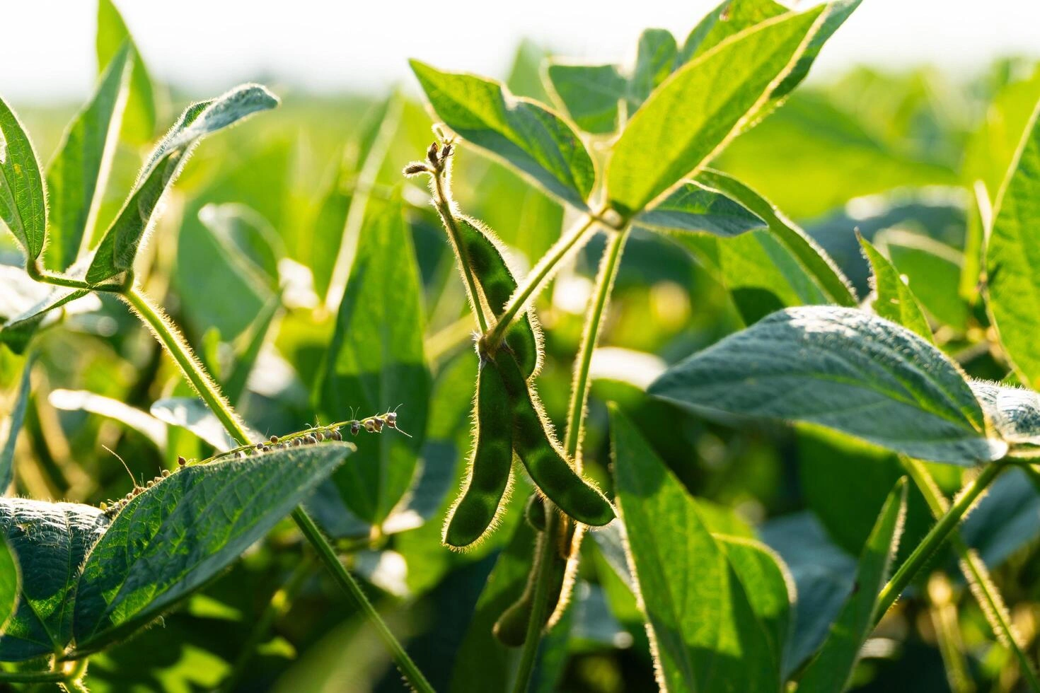 Brazil’s Soybean Boom Slows to Its Weakest Pace in 20 Years