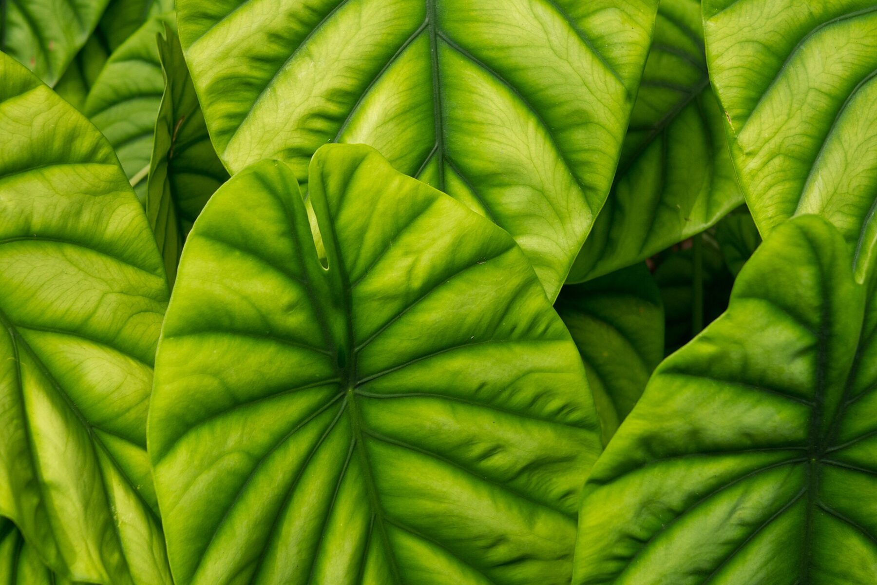 Botanical garden