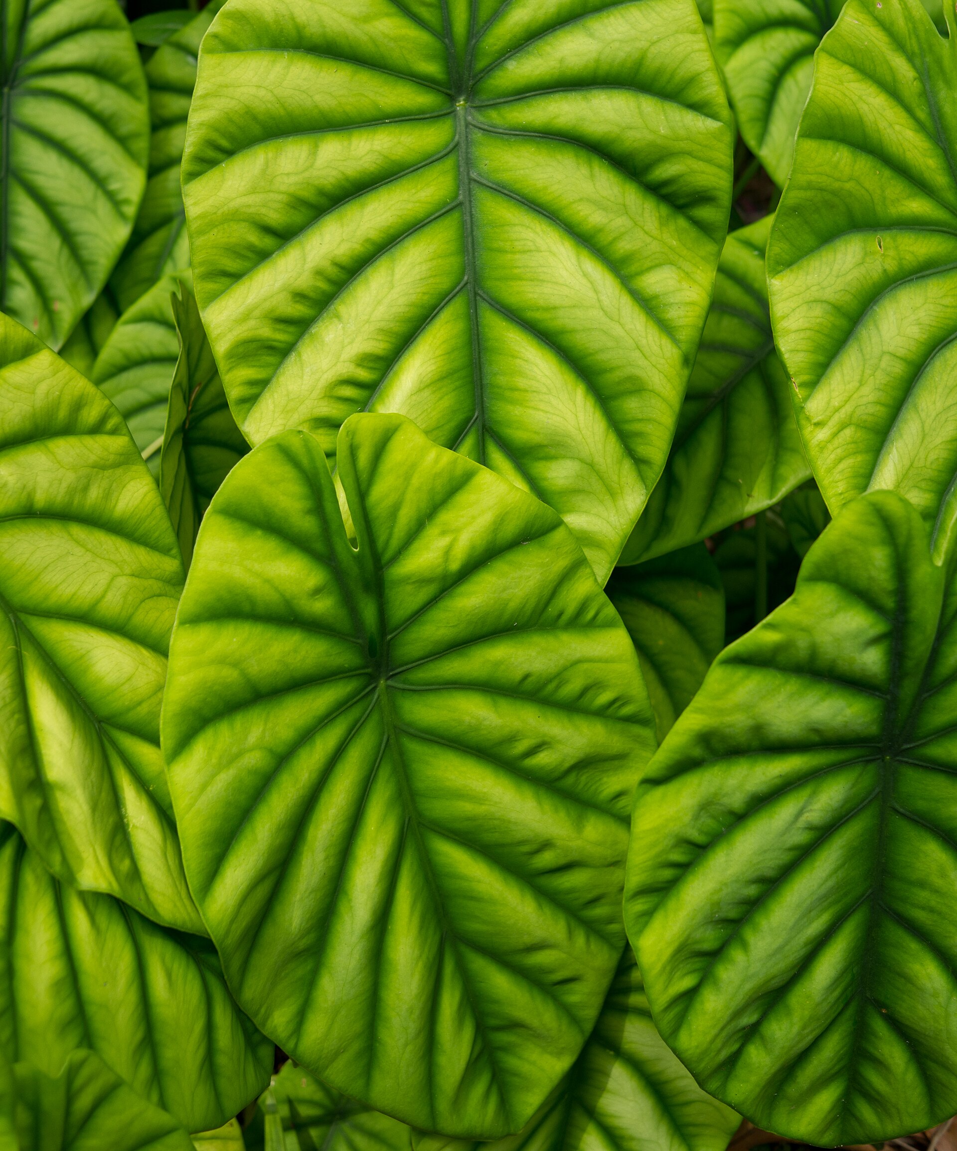Cuba’s Cupaynicú Botanical Garden Marks 44 Years of Conservation