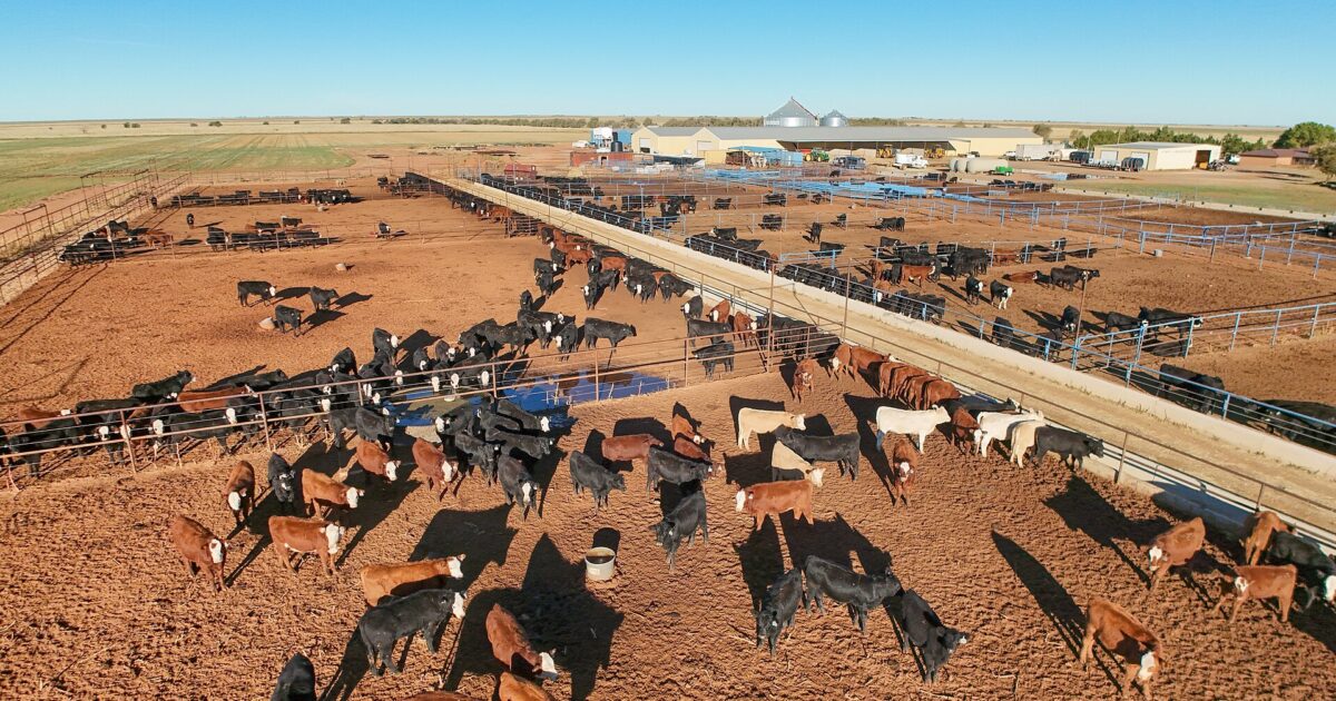cattle feedlot beef