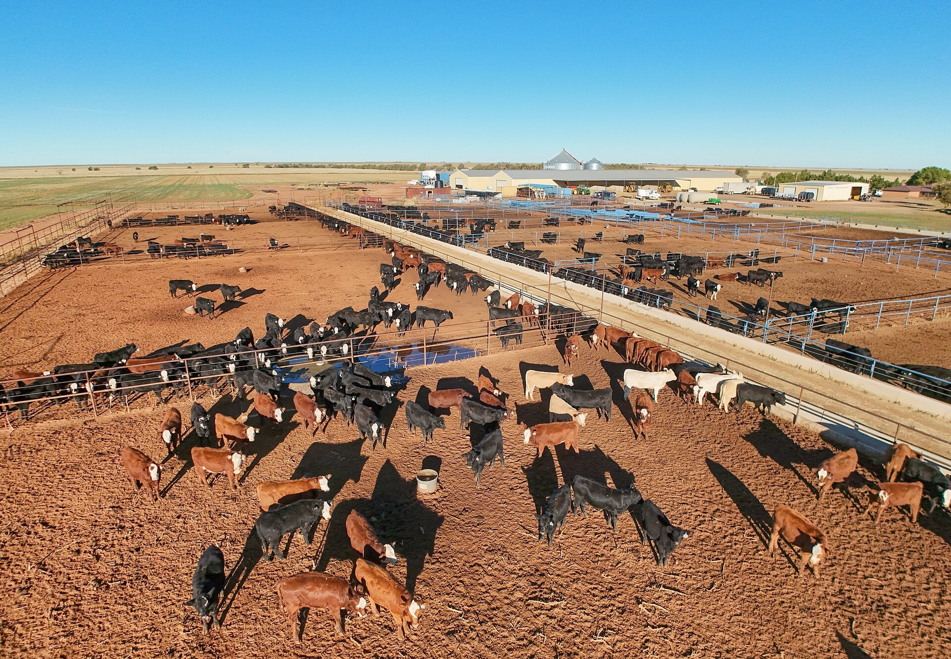 Cattle at a feedlot