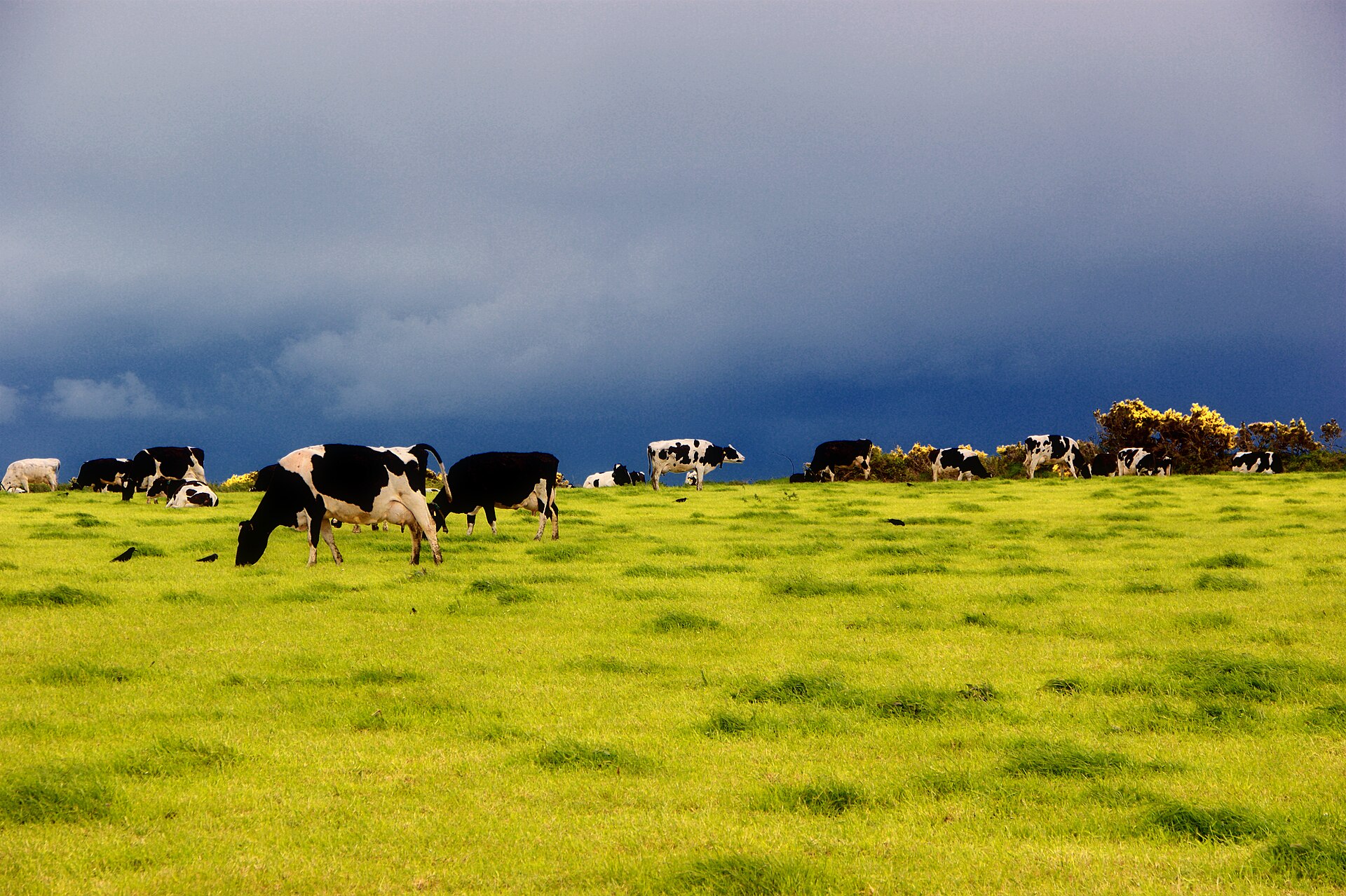 Alqueria Seaweed Methane Trial Cuts Cattle Emissions Over 80%