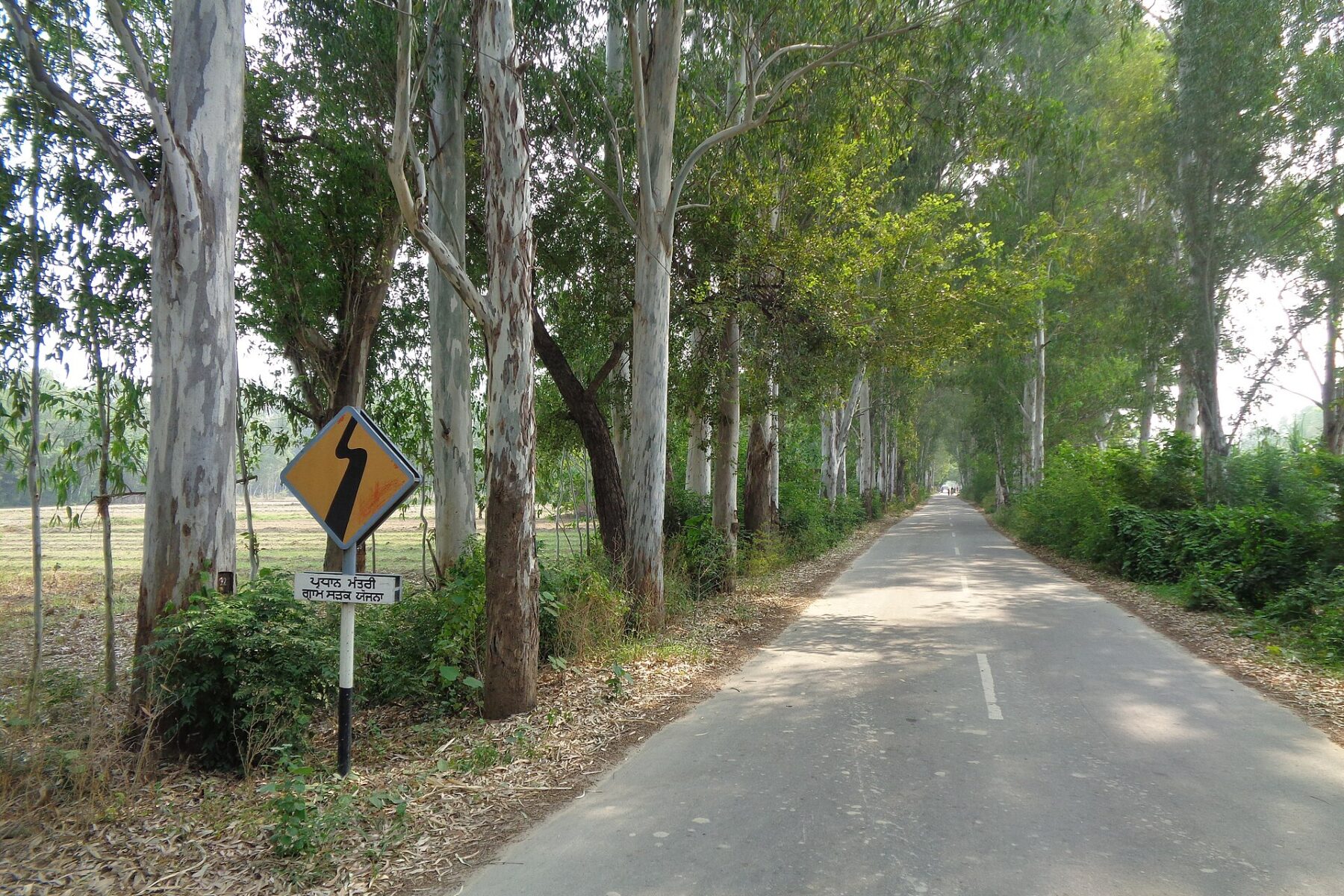 eucalyptus plantation