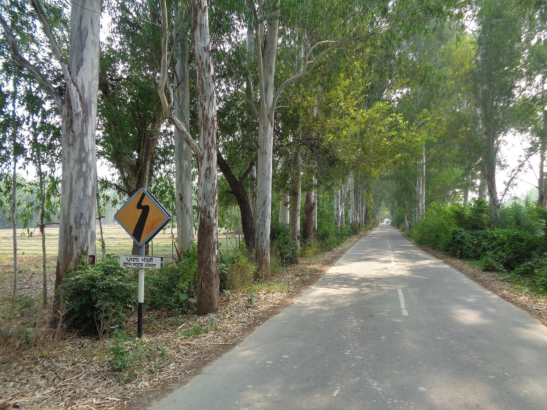 Eucalyptus plantation in Brazil