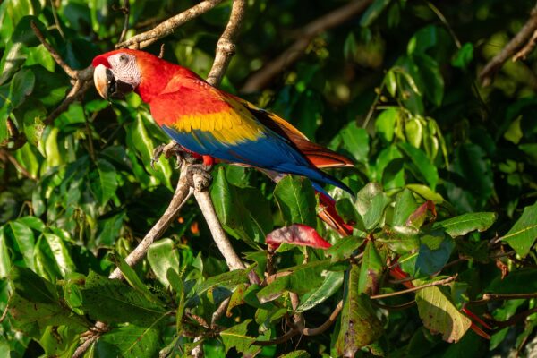 Costa Rica bird