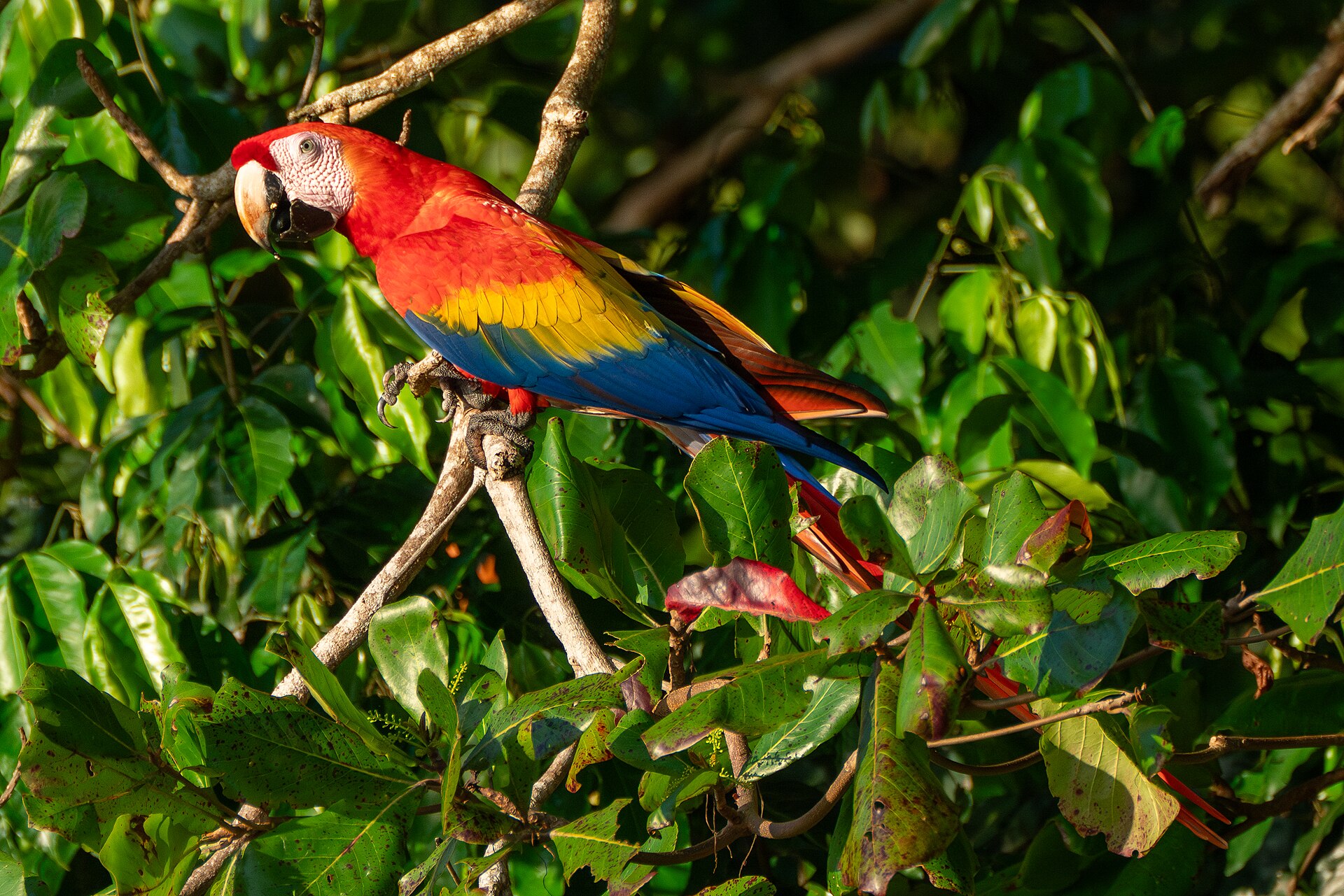 Maquenque Lodge: Costa Rica’s Treehouse Haven for 590 Bird Species