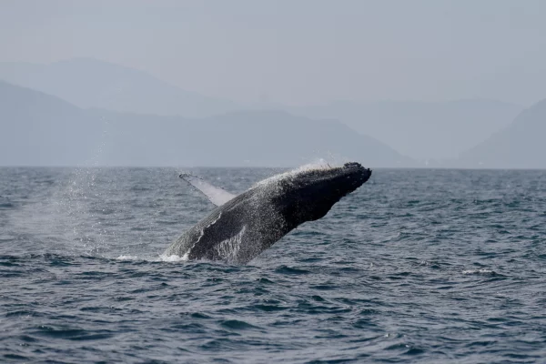 Humpback Whales Return to Costa Rica as Quepos Season Begins