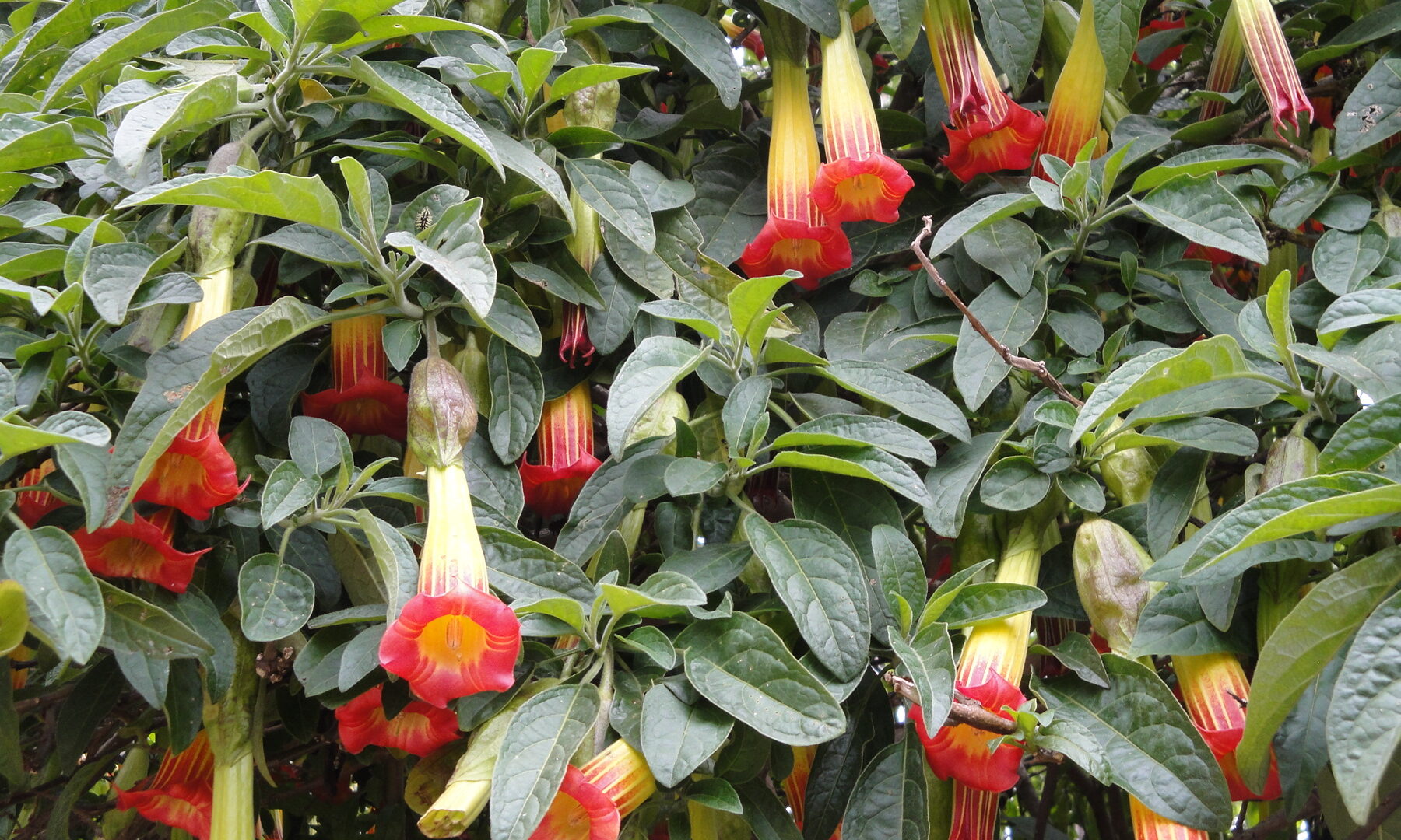 Red and yellow trumpet flowers among green leaves