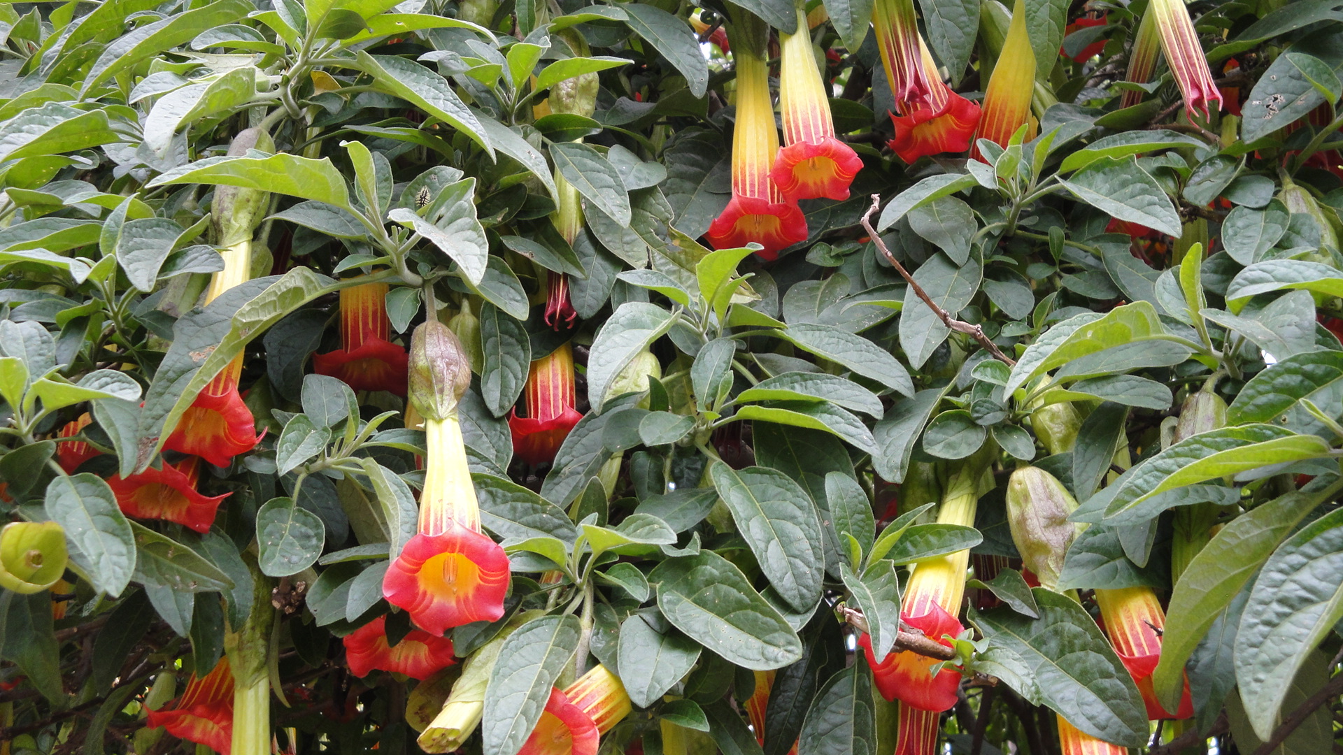 Colombia’s Flower Growers Fight New US Tariff as Duty Hits 12.5%