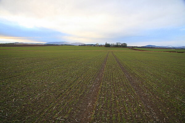 Crop Over, Barbados (Photo: Dan, CC BY-SA 2.0, via Wikimedia Commons)