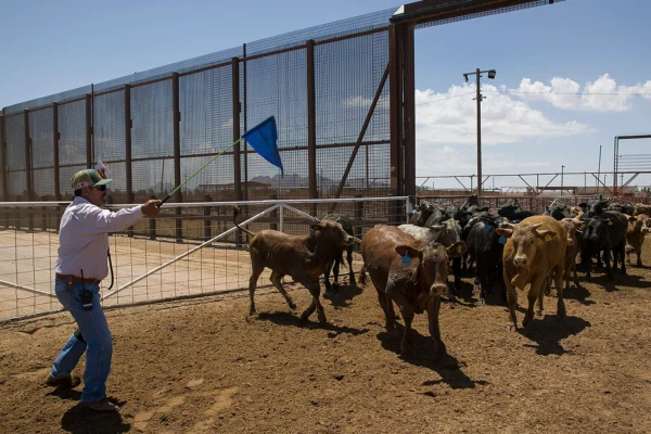 Getty_cattle_border_crossing_1800x1012_Joe_Raedle_Getty_Images