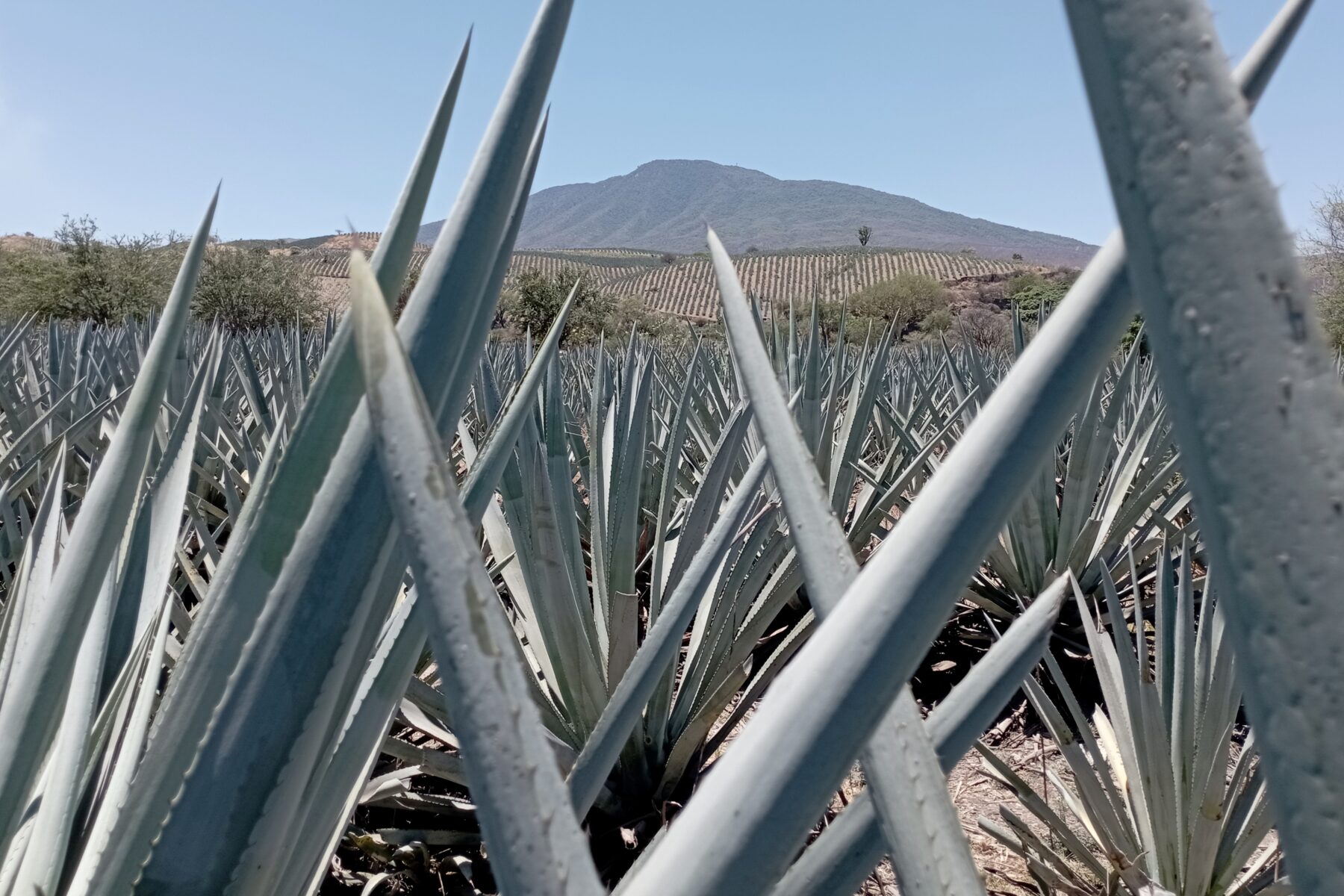 Blue agave fields in Tequila, Jalisco