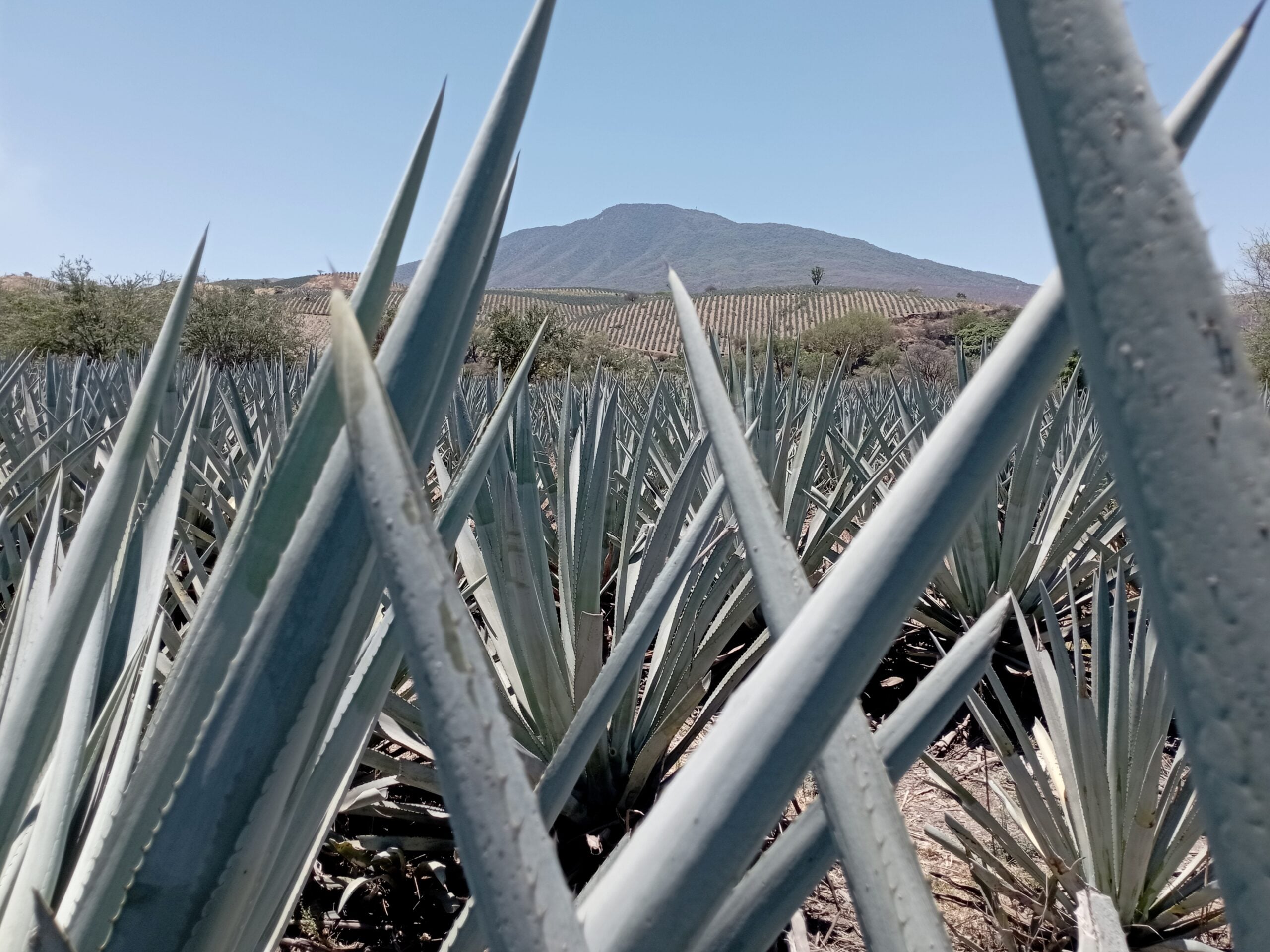 CJNG Tequila Sanctions: US Targets Laundering Network