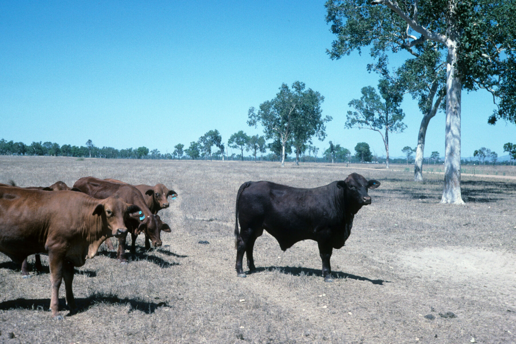 A herd of beef cattle