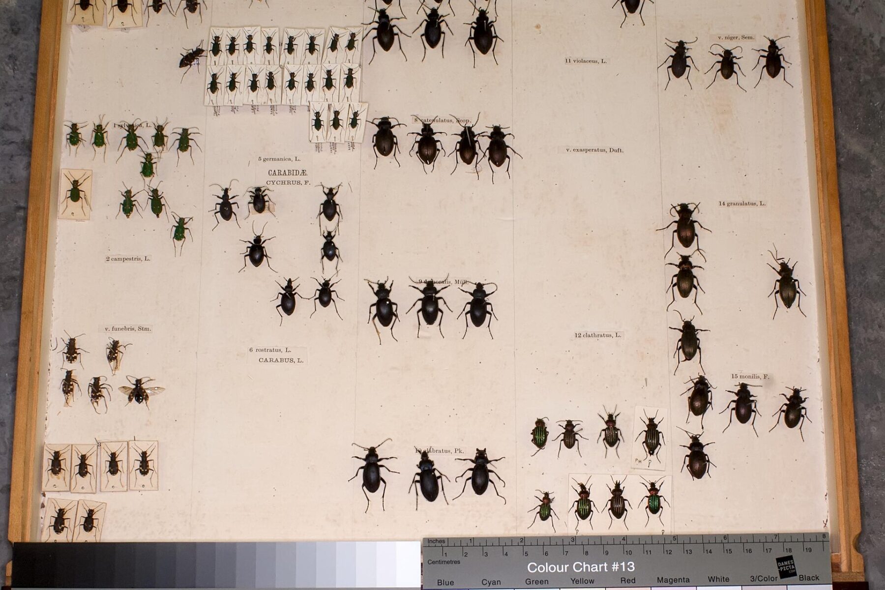 Beetle specimens in a museum collection drawer, Amazonia Descobertas exhibition