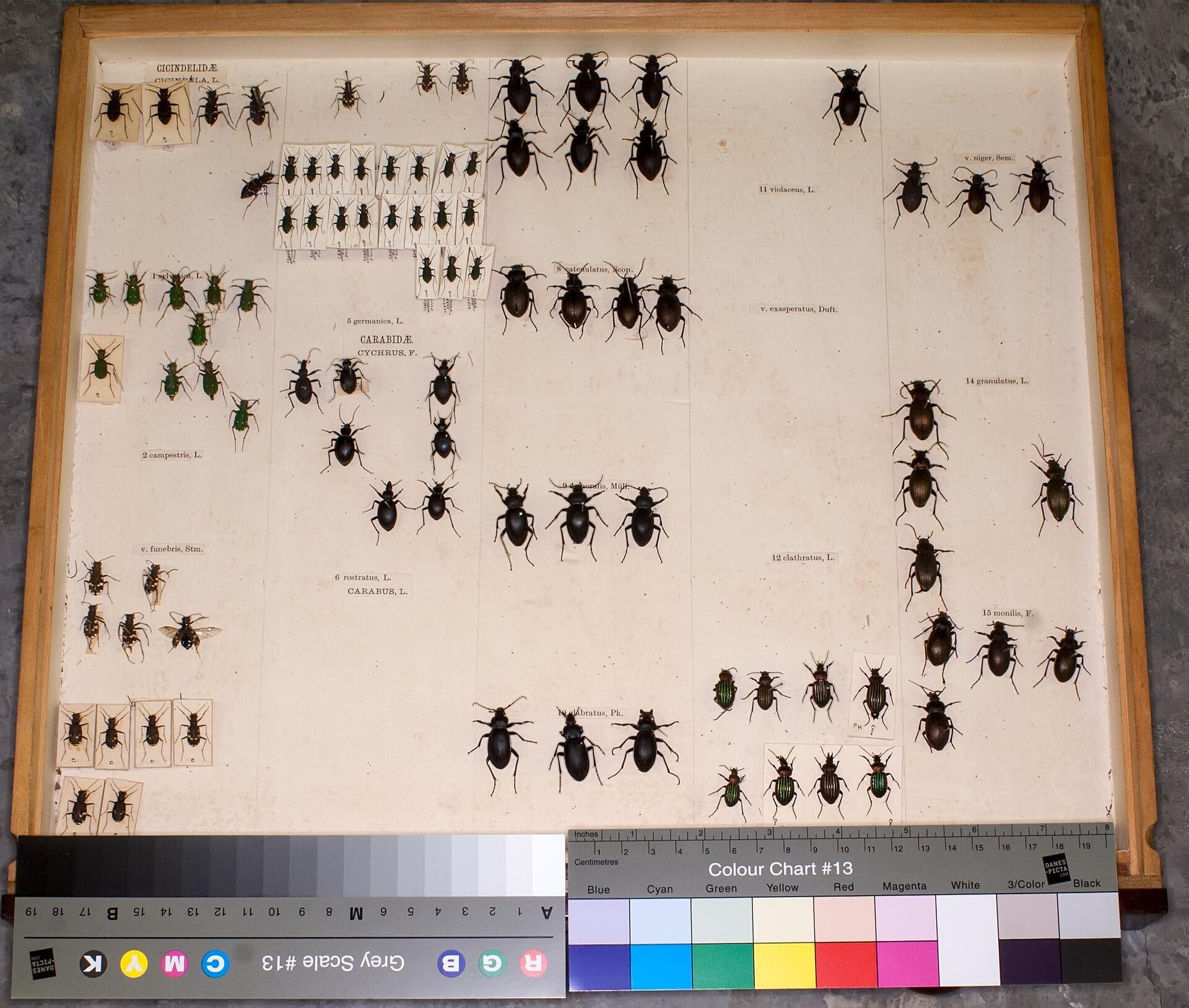 Beetle specimens in a museum collection drawer, Amazonia Descobertas exhibition