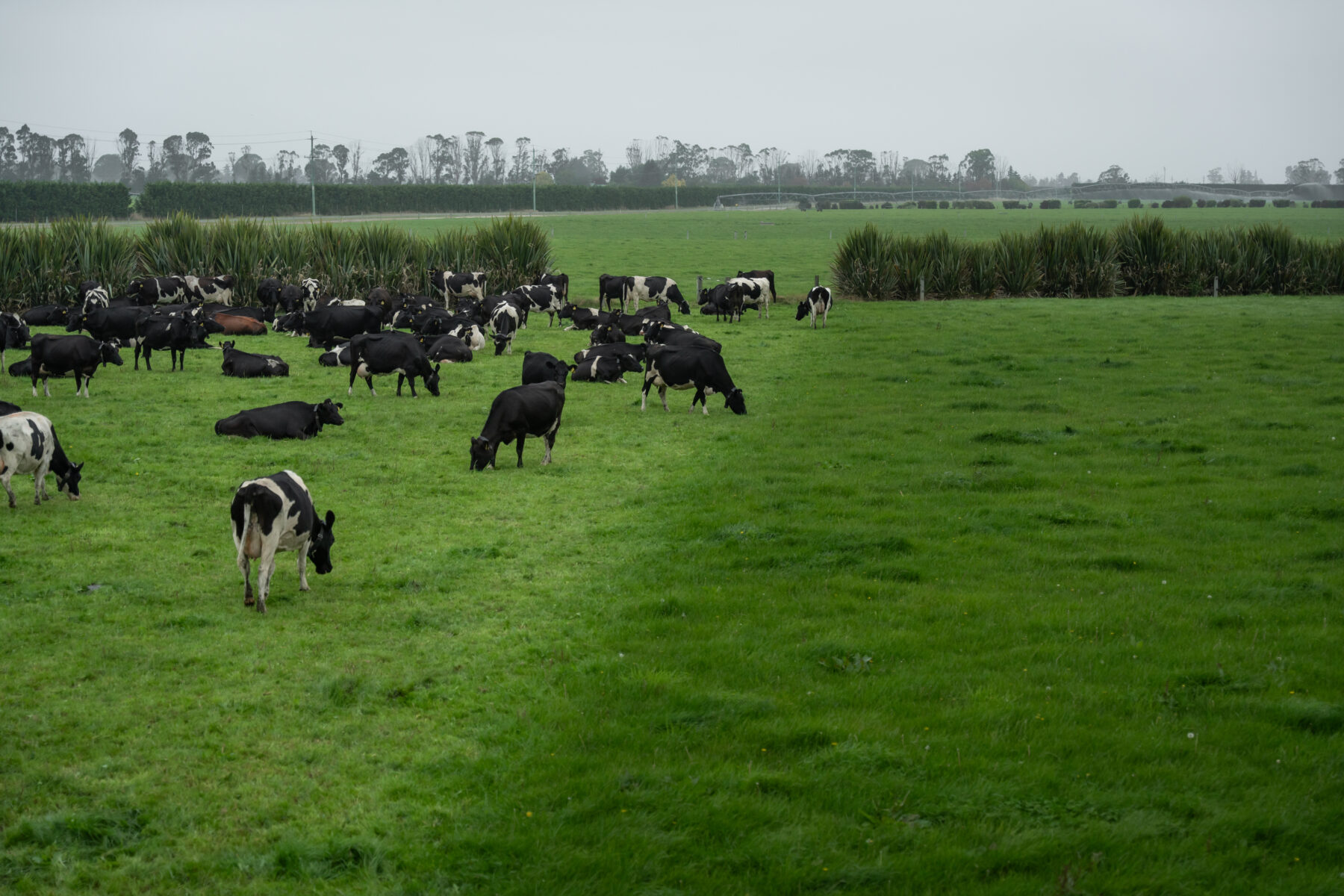Dairy cows grazing