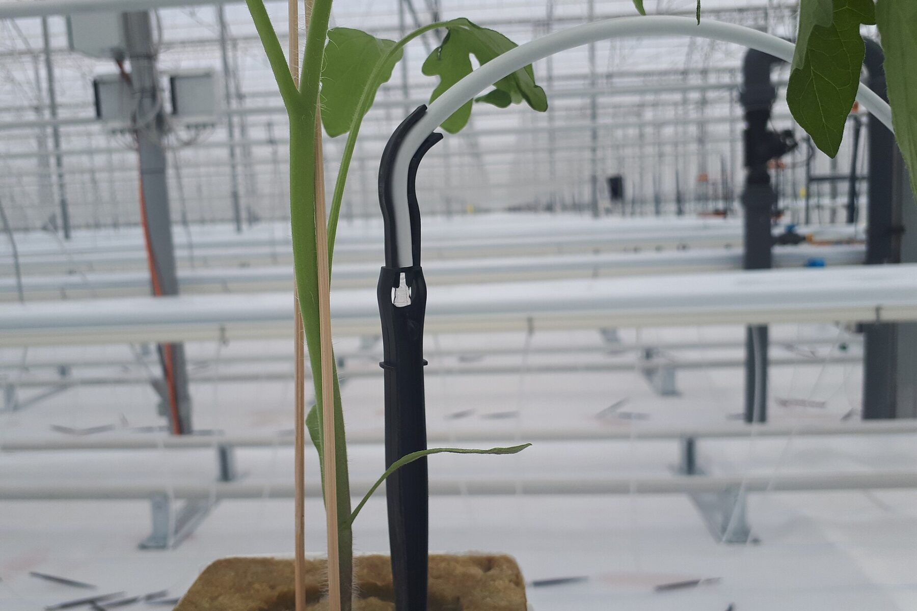 Drip irrigation line, Orbia results