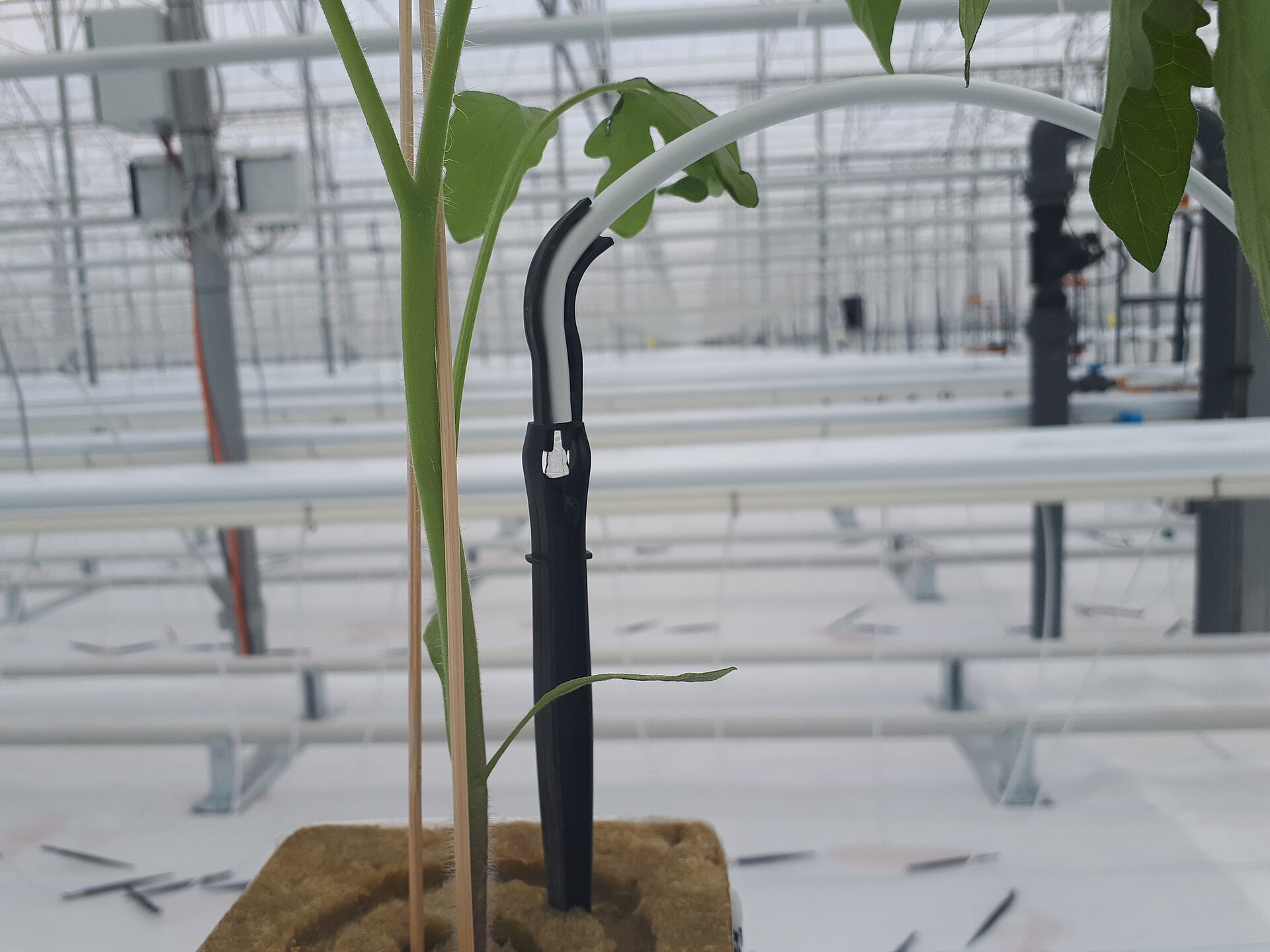 Drip irrigation line, Orbia results