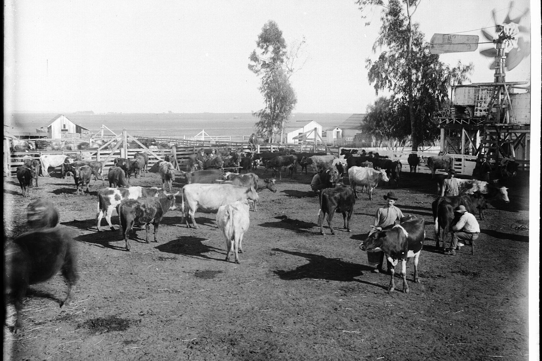 cattle herd ranch