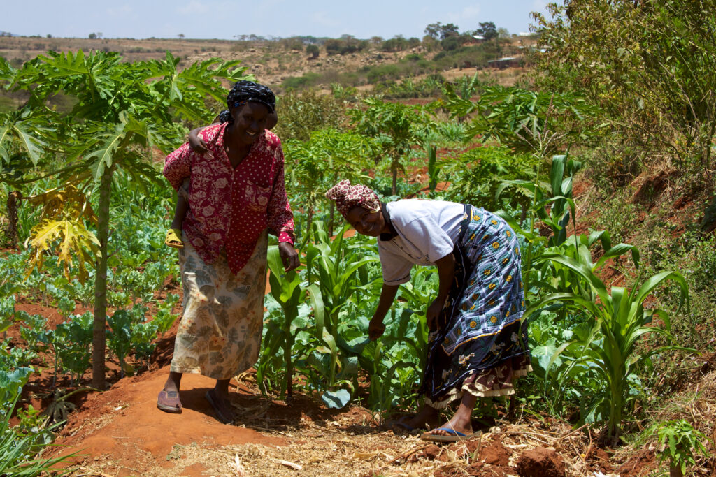 Kenya’s $8.4 Billion Agri-Food Plan Courts Investors
