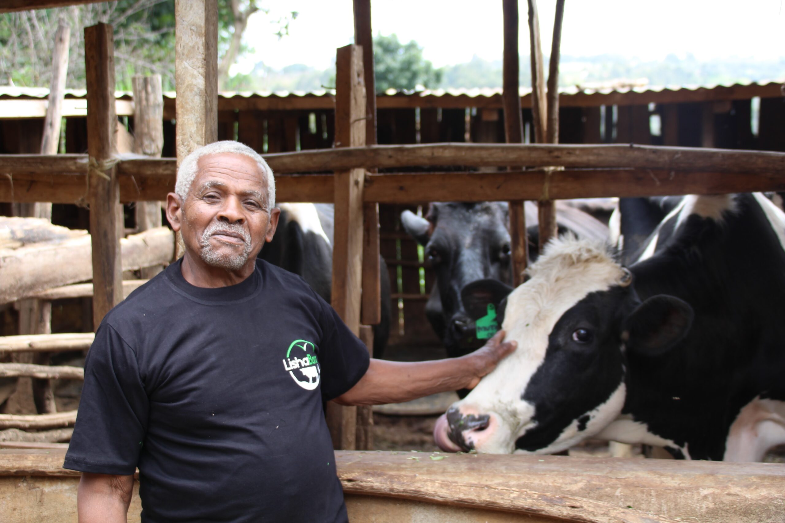 Varun Beverages Kenya deal - smallholder dairy farmer with cows in Kenya