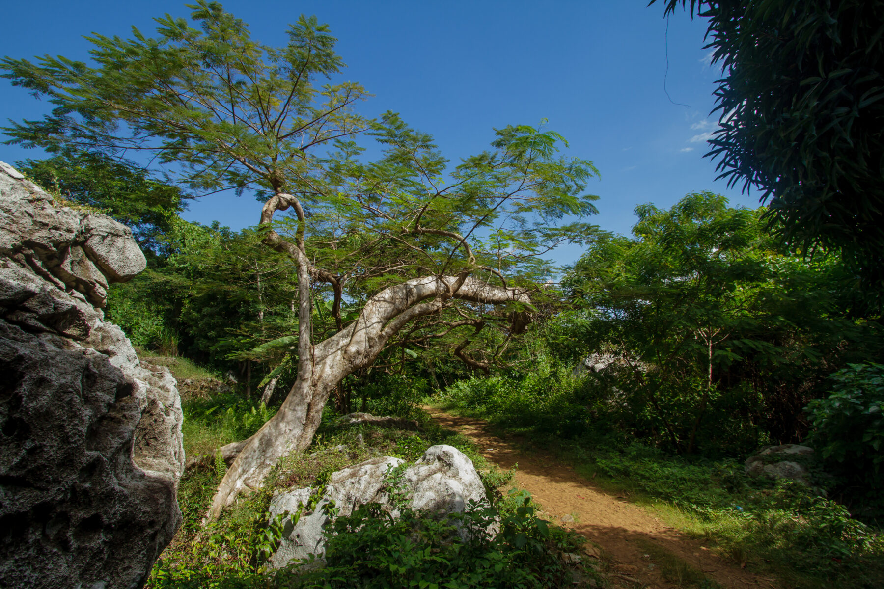 Madagascar rare earths — forest and limestone in northern Madagascar, near the Ampasindava project
