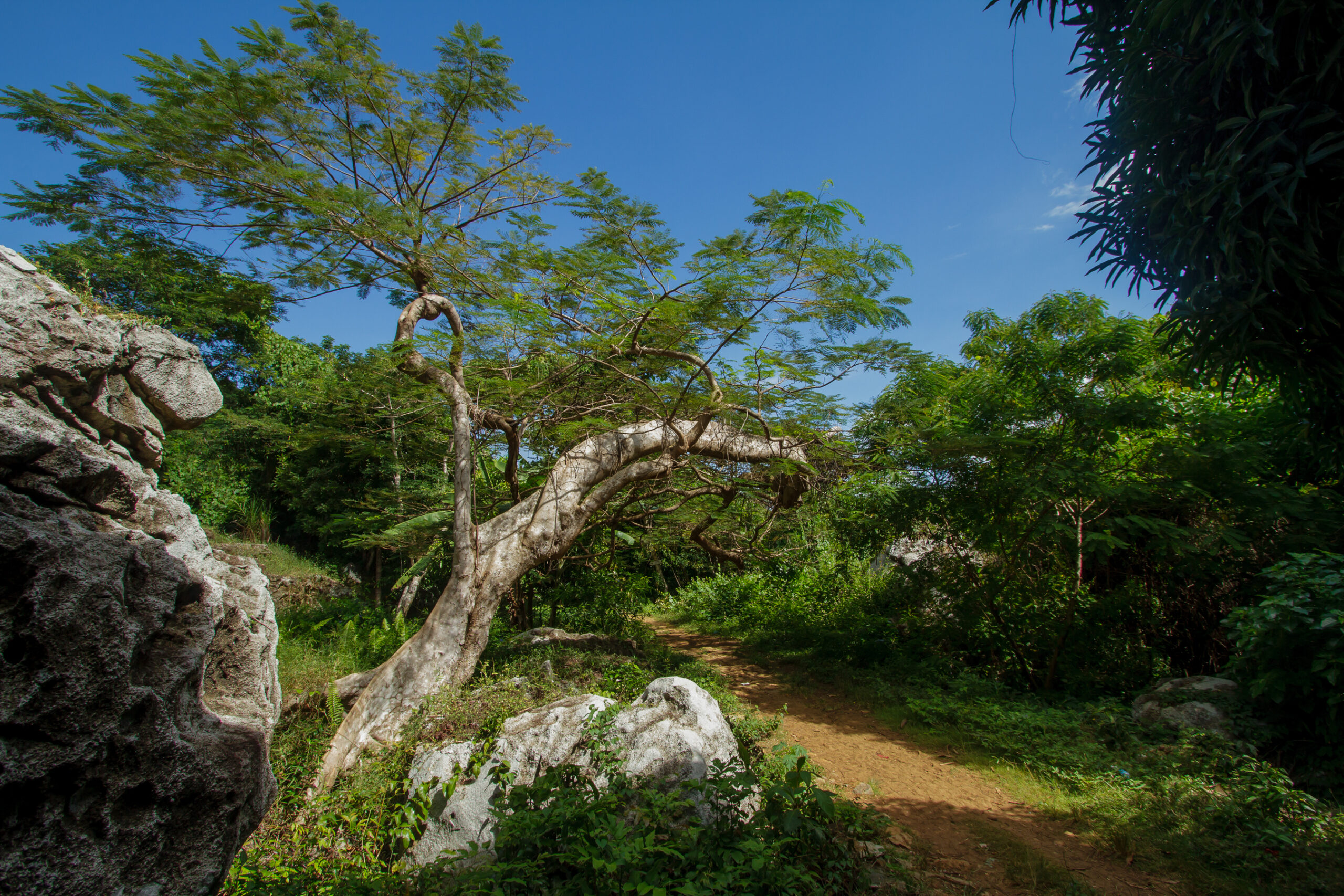 Madagascar rare earths &mdash; forest and limestone in northern Madagascar, near the Ampasindava project