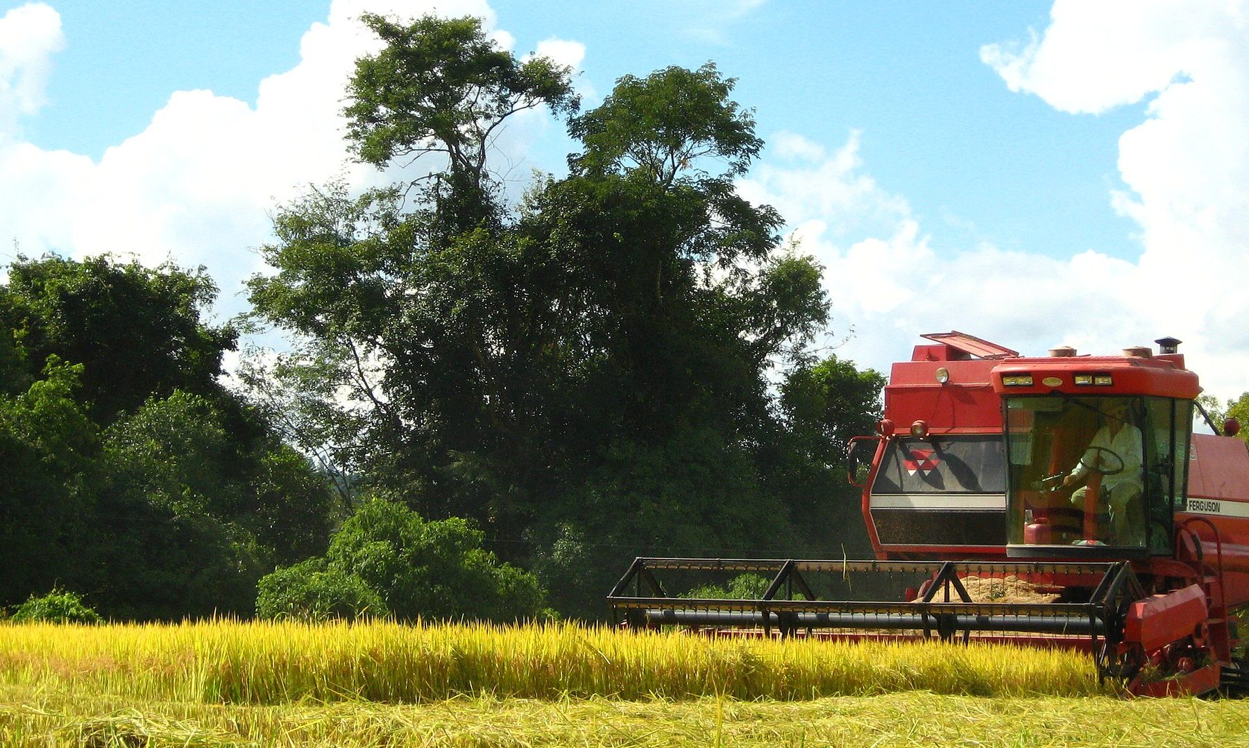 Rice paddy field, Camil results