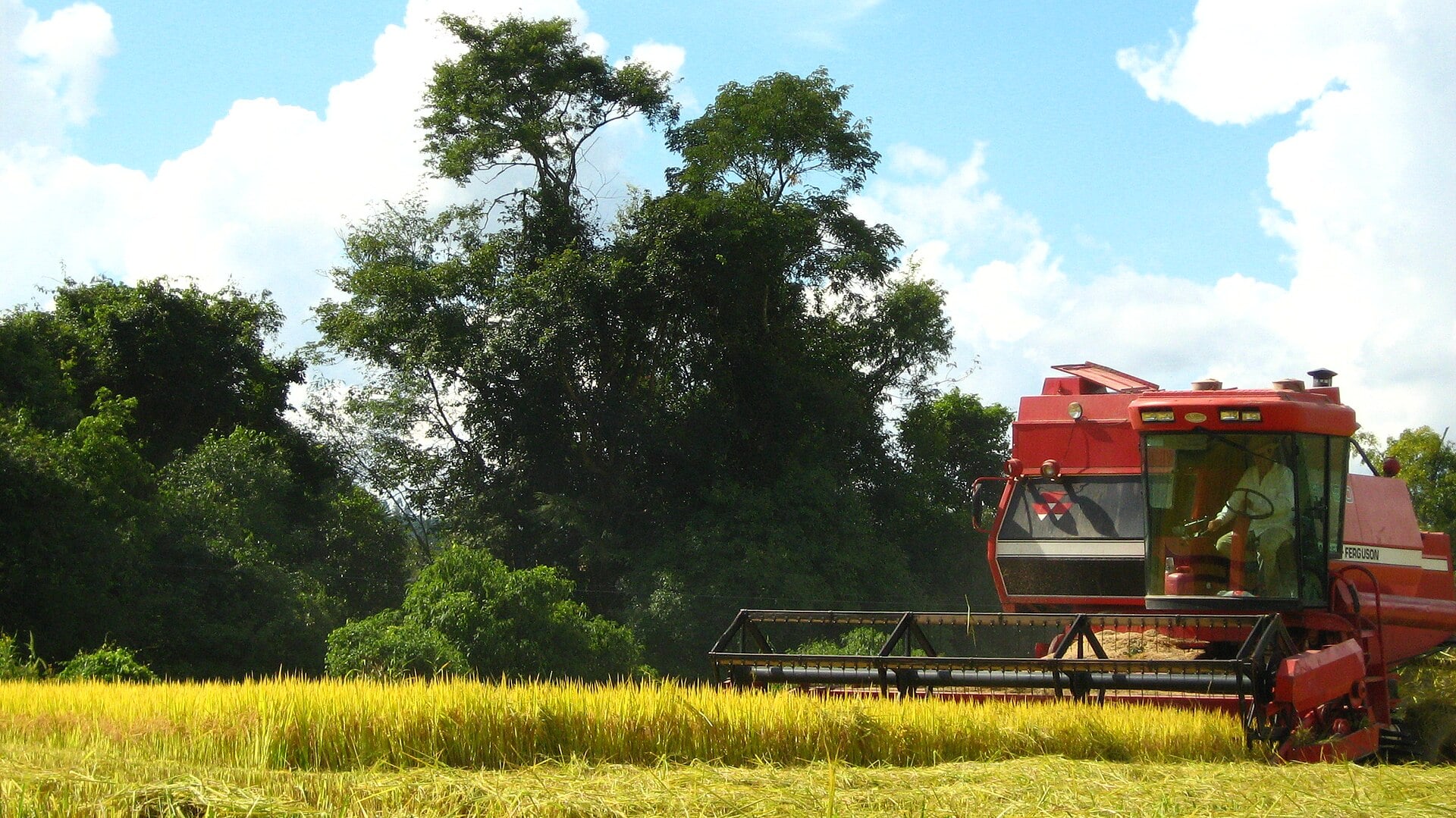 Rice harvest in Brazil, Camil results