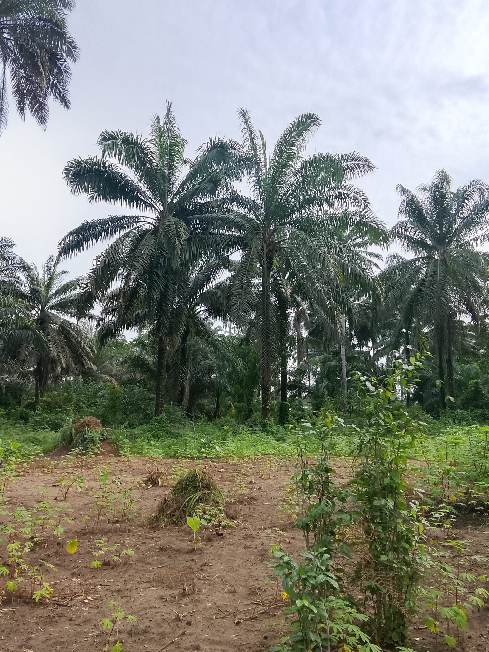 Nigeria palm oil — an oil palm plantation