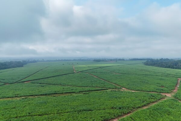 Cameroon sugar mill - sugarcane fields at Nkoteng