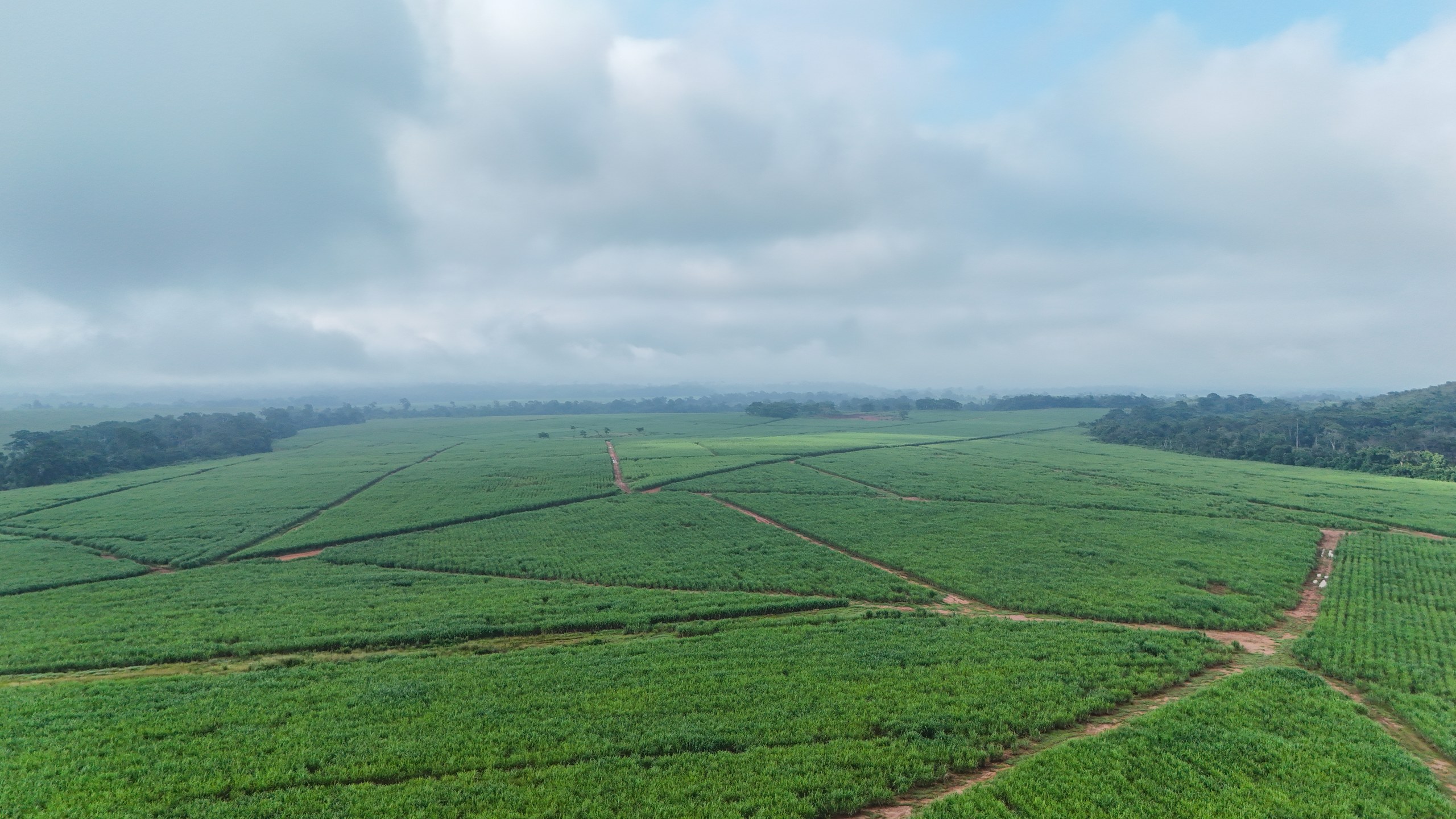 Cameroon sugar mill - sugarcane fields at Nkoteng in the sugar belt