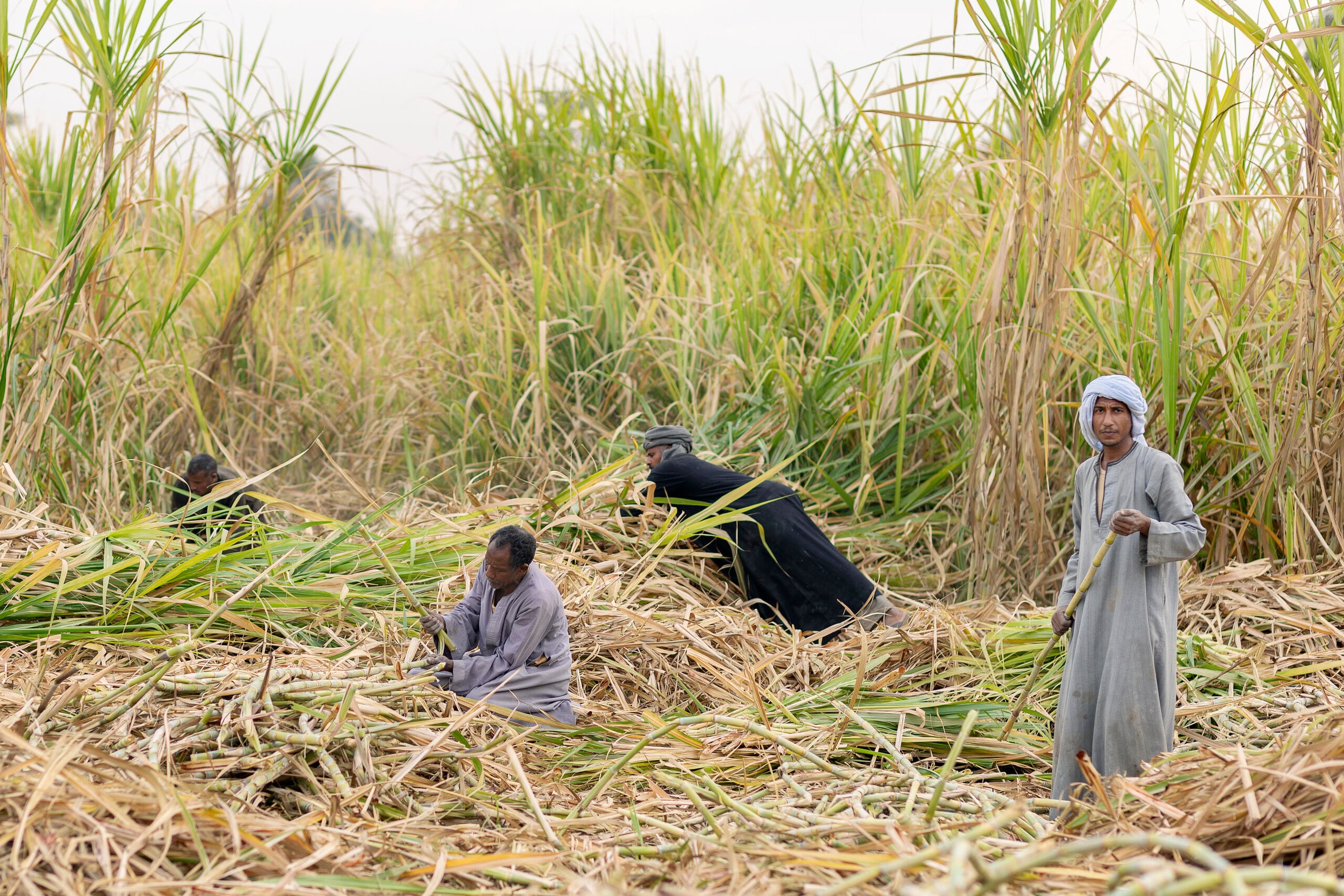 Tongaat Hulett plan — sugarcane harvest in Africa