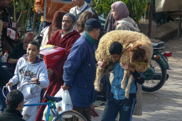 sheep