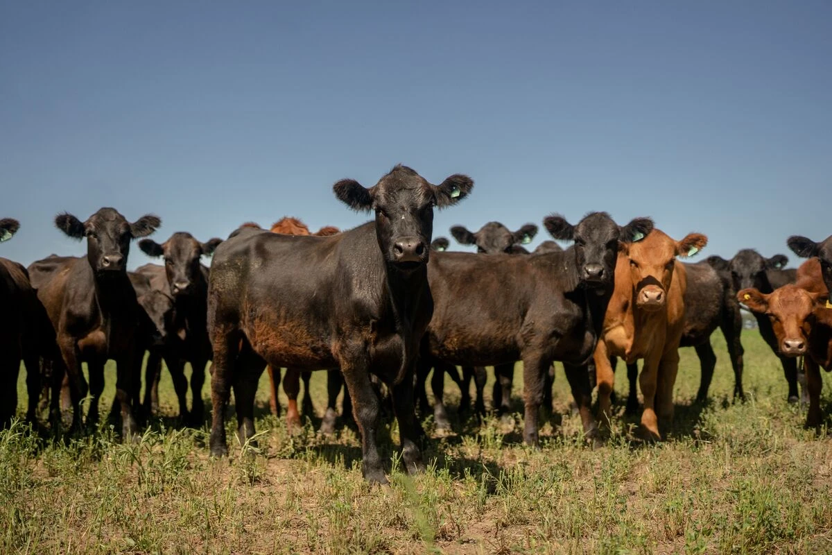 Uruguay Wants a Beef Market in Vietnam as Mercosur Opens Trade Talks