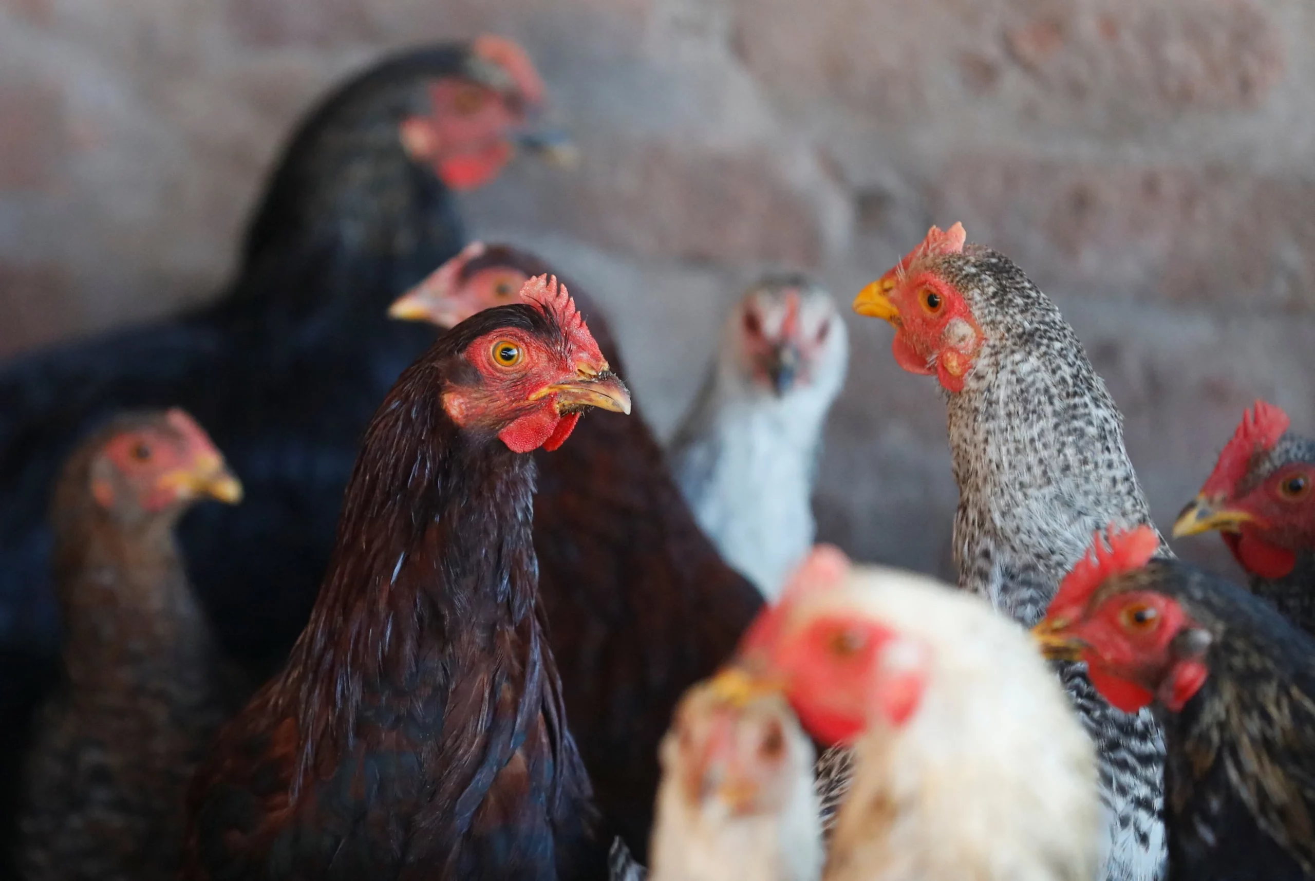 EU market access — chickens on a poultry farm