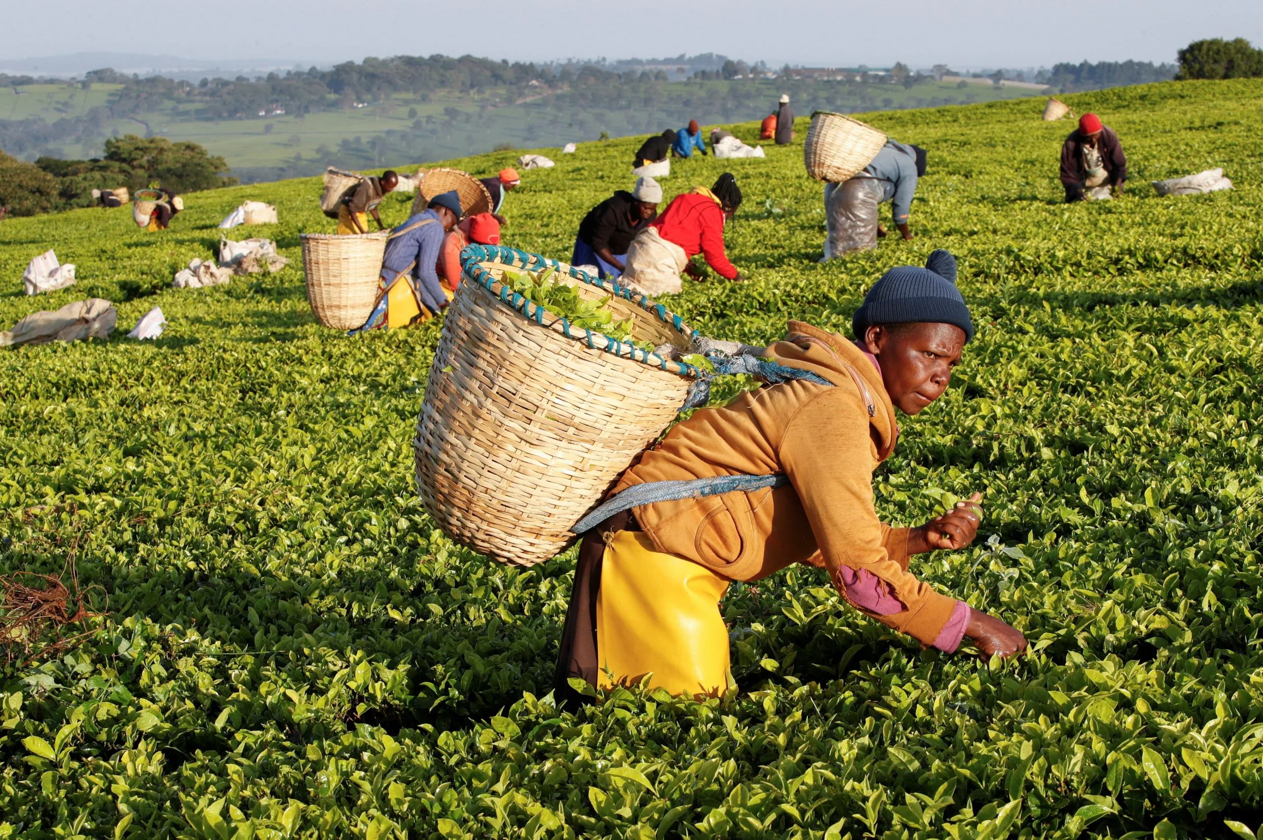 Sudan Says It Is Ready to Buy Kenyan Tea Again