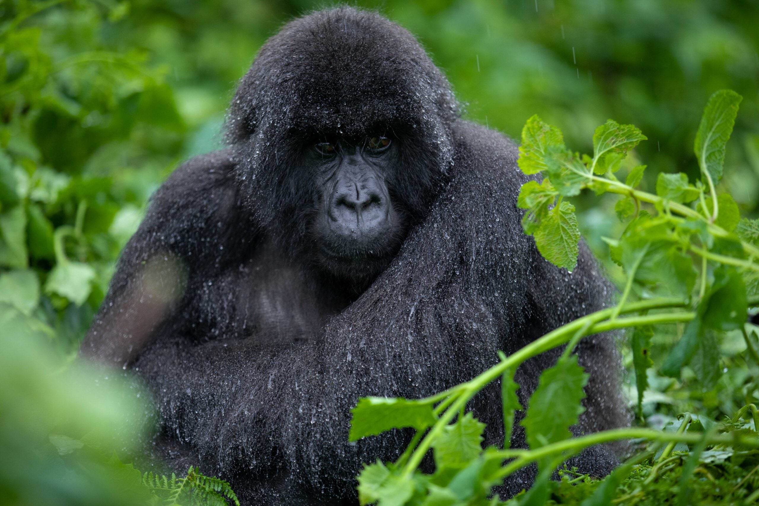 Kwita Izina 2026 — a mountain gorilla in Volcanoes National Park, Rwanda