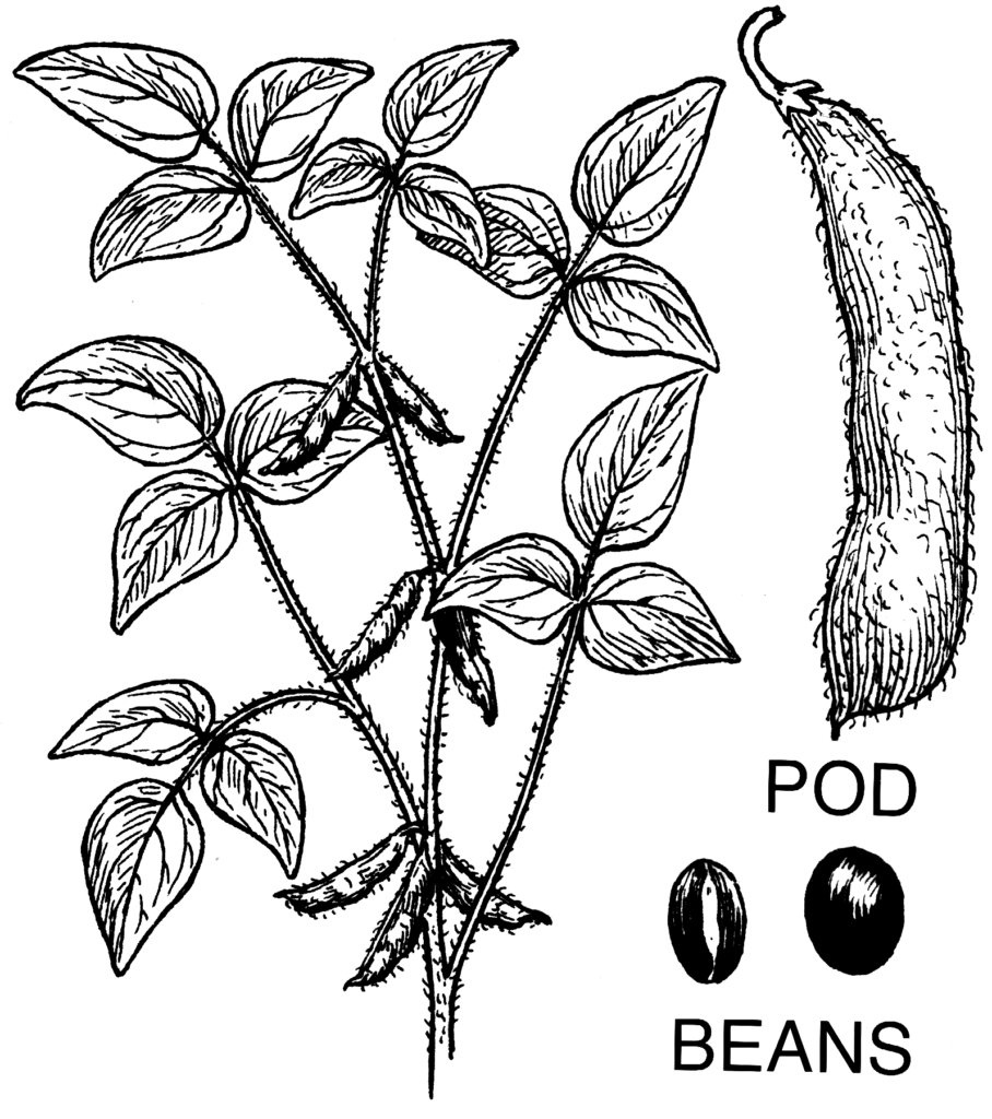 Colombian Mato Grosso soybean crop