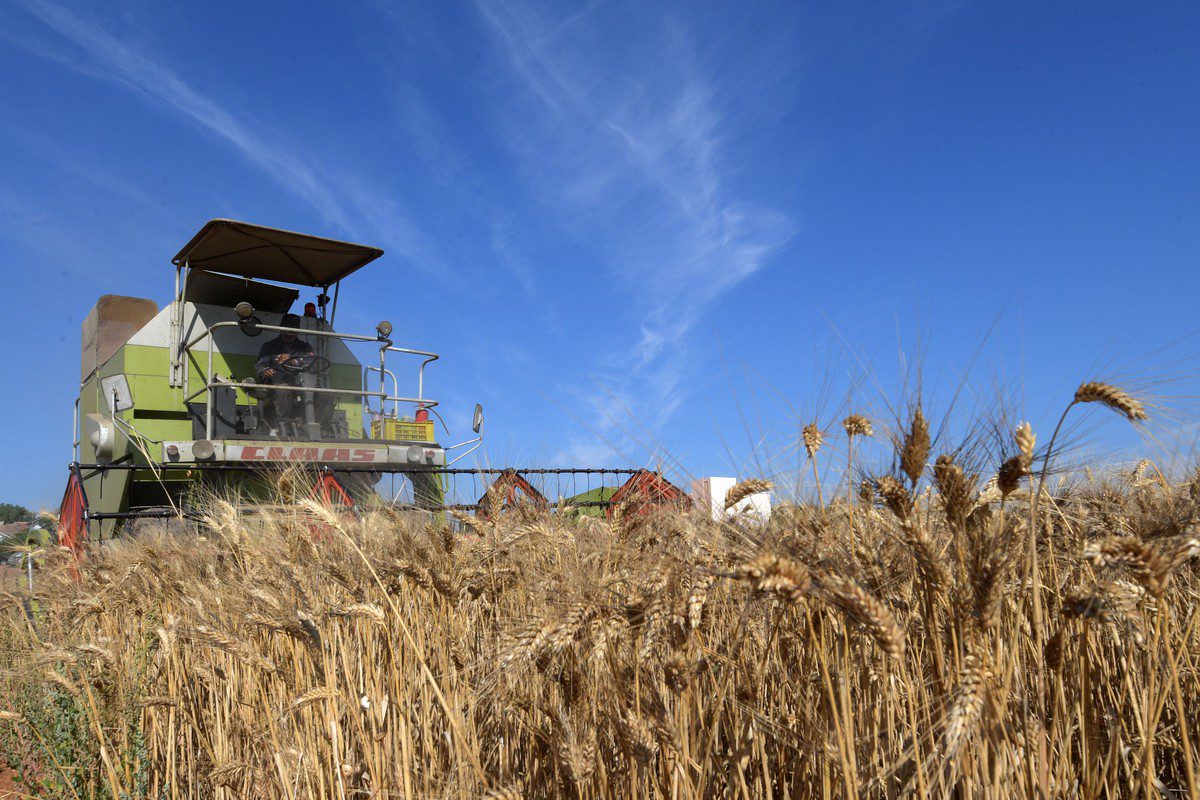 Tunisian farmers bring in a recovering cereal harvest amid infrastructure strain