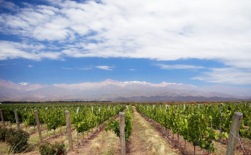 Vineyard rows in Mendoza with the Andes mountains behind
