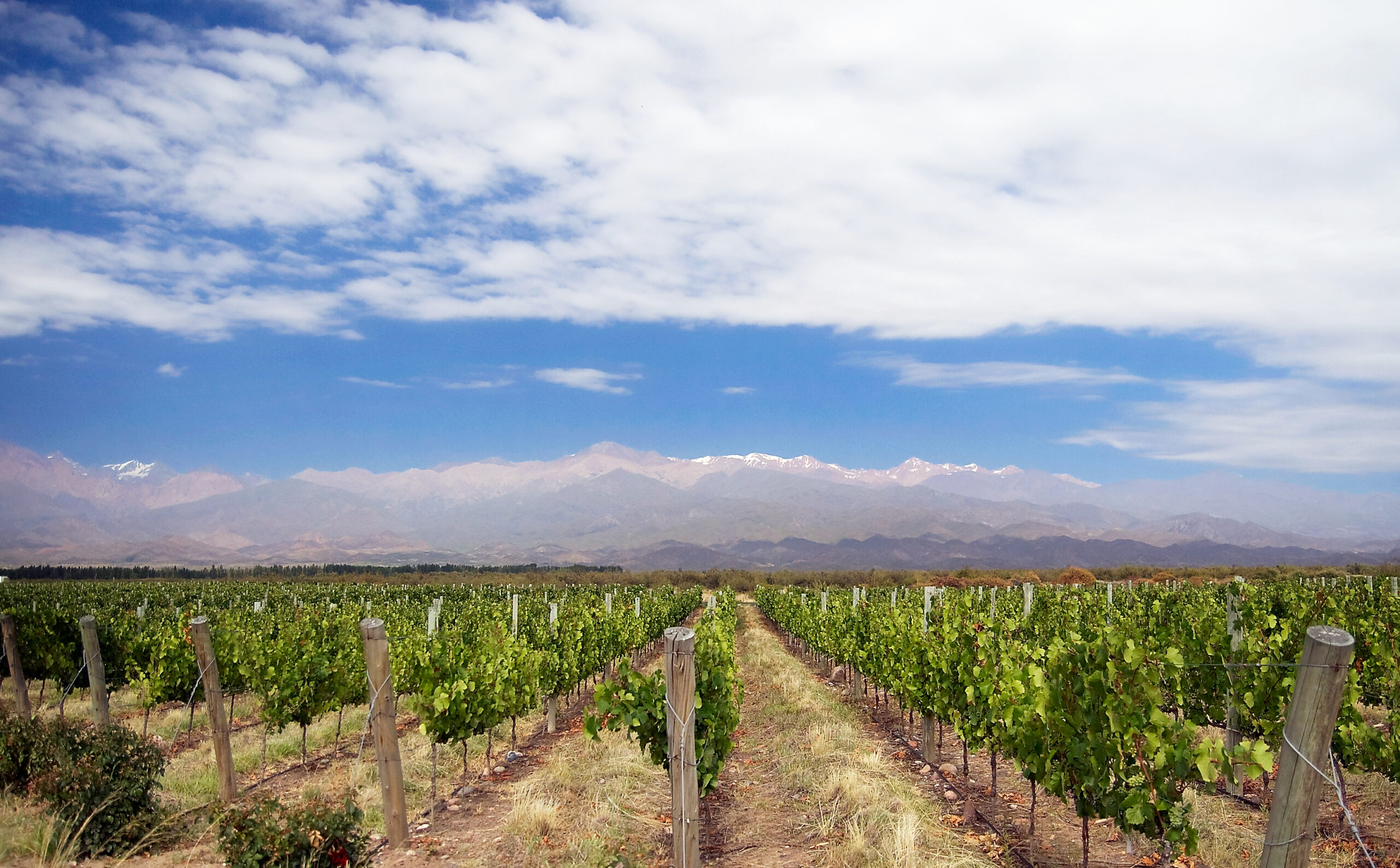 A vineyard below the Andes in Mendoza, where the weekend shows run on Friday