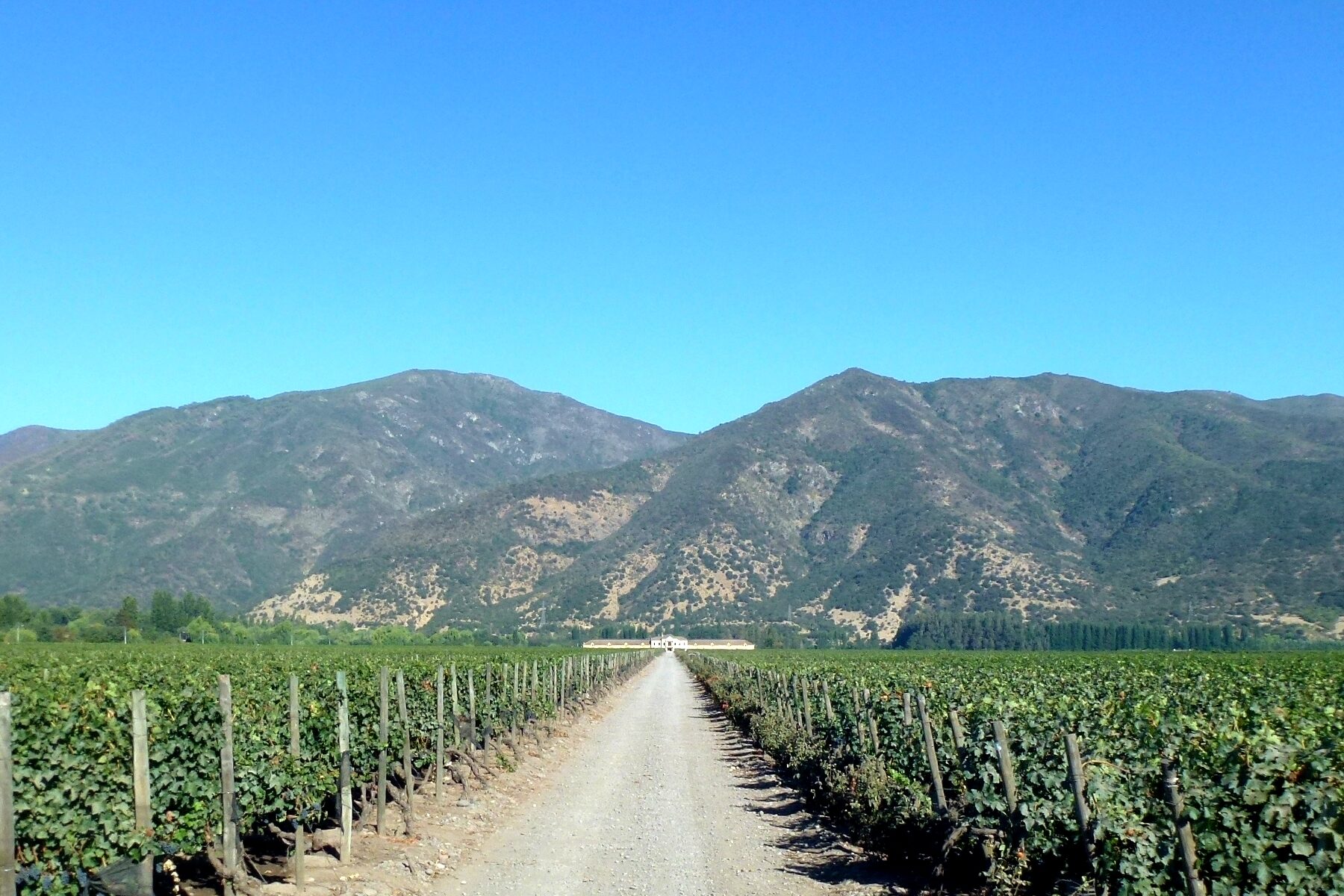 Vineyard in Chile's Maipo Valley ahead of World's 50 Best Vineyards 2026 in Santiago