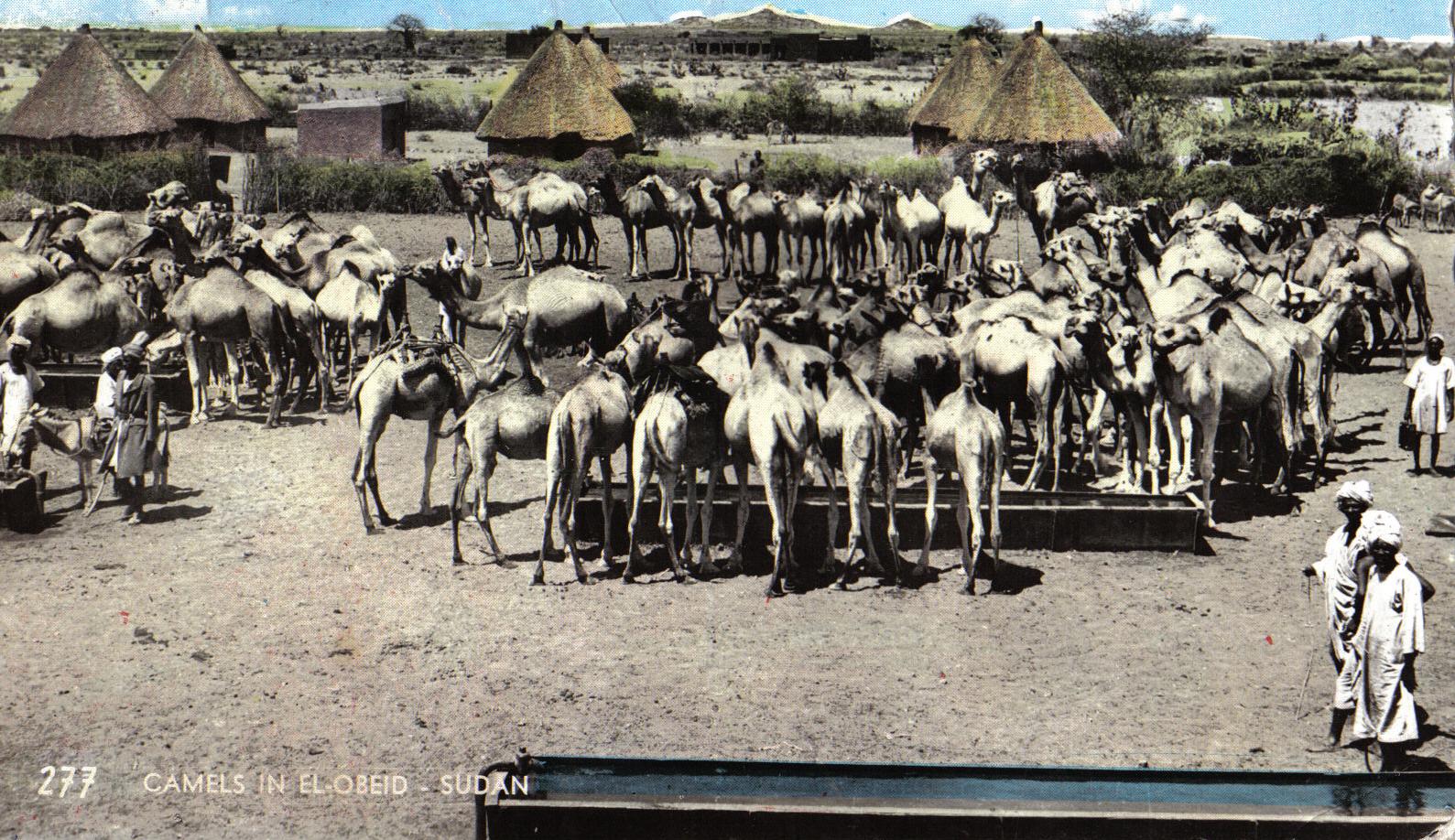 Camels gathered in El Obeid, North Kordofan, in a mid-20th-century postcard view.