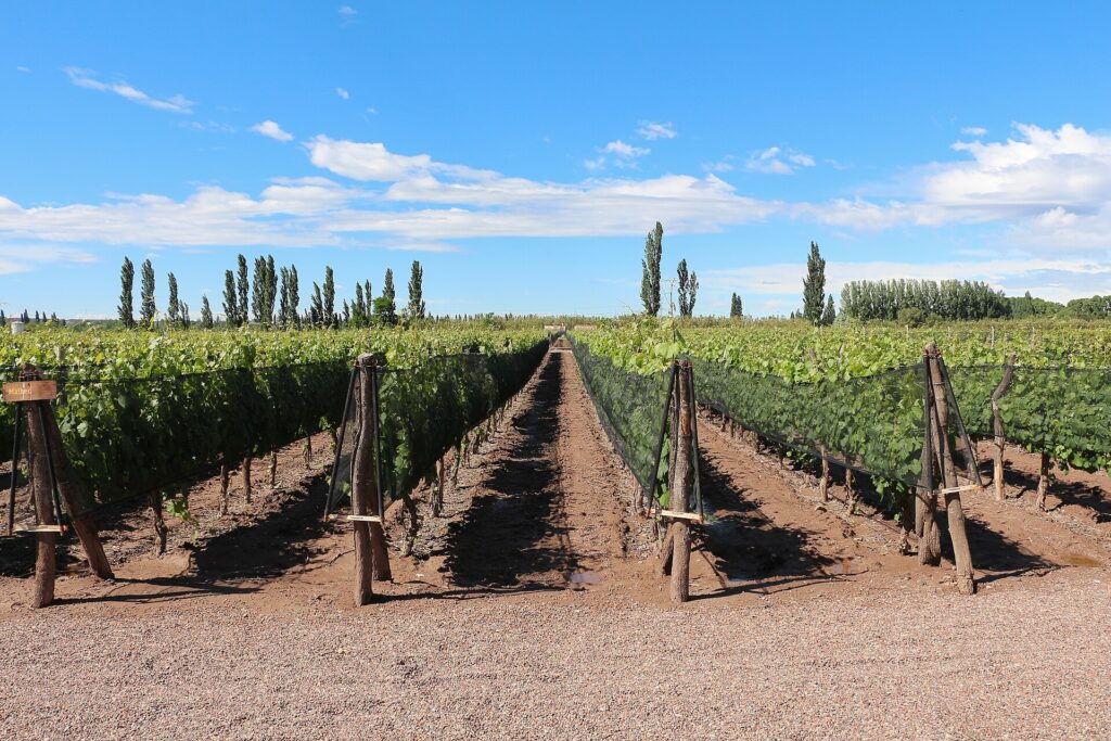 Vineyards and the Andes foothills near Mendoza, Argentina, heart of the country’s fine-dining scene