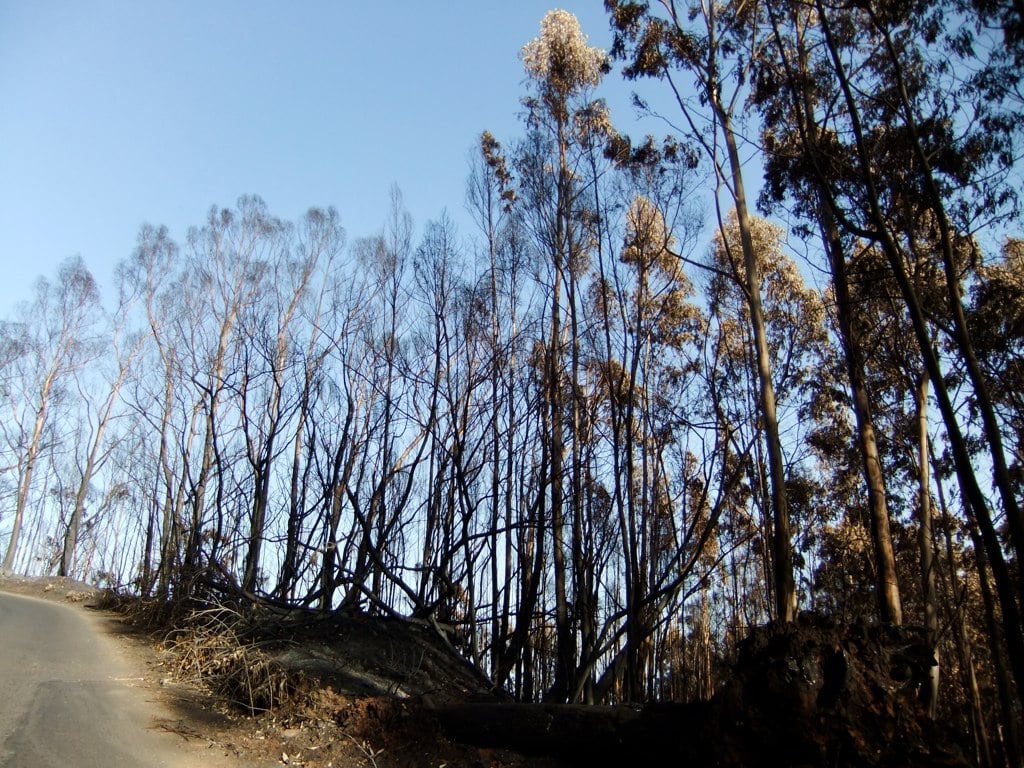 Charred trees and scorched ground in burnt woodland at Ribeiro Frio, Madeira, Portugal