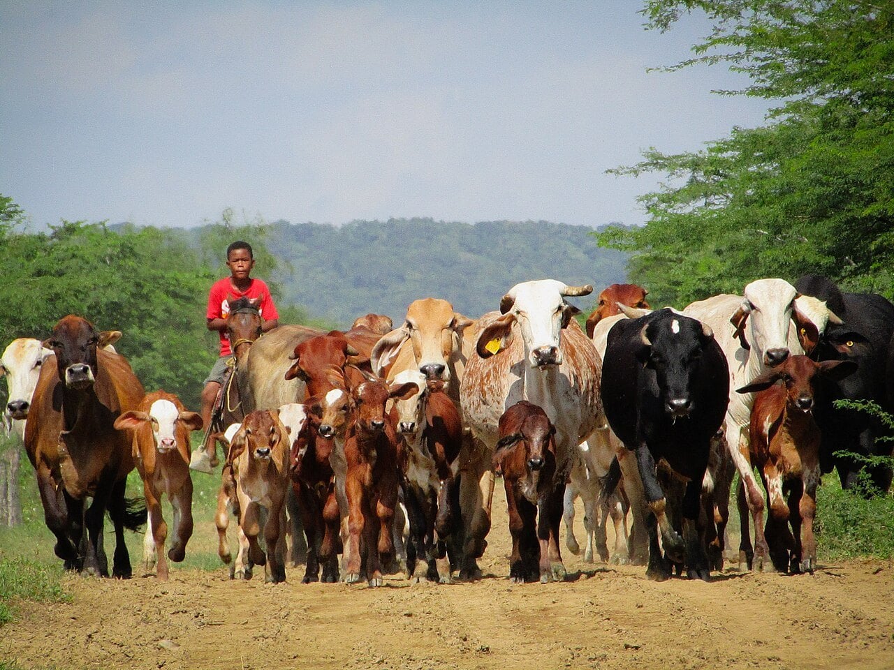 A cattle herd on a dirt track in Colombia, where Colombia cattle deaths from drought have passed 9,800
