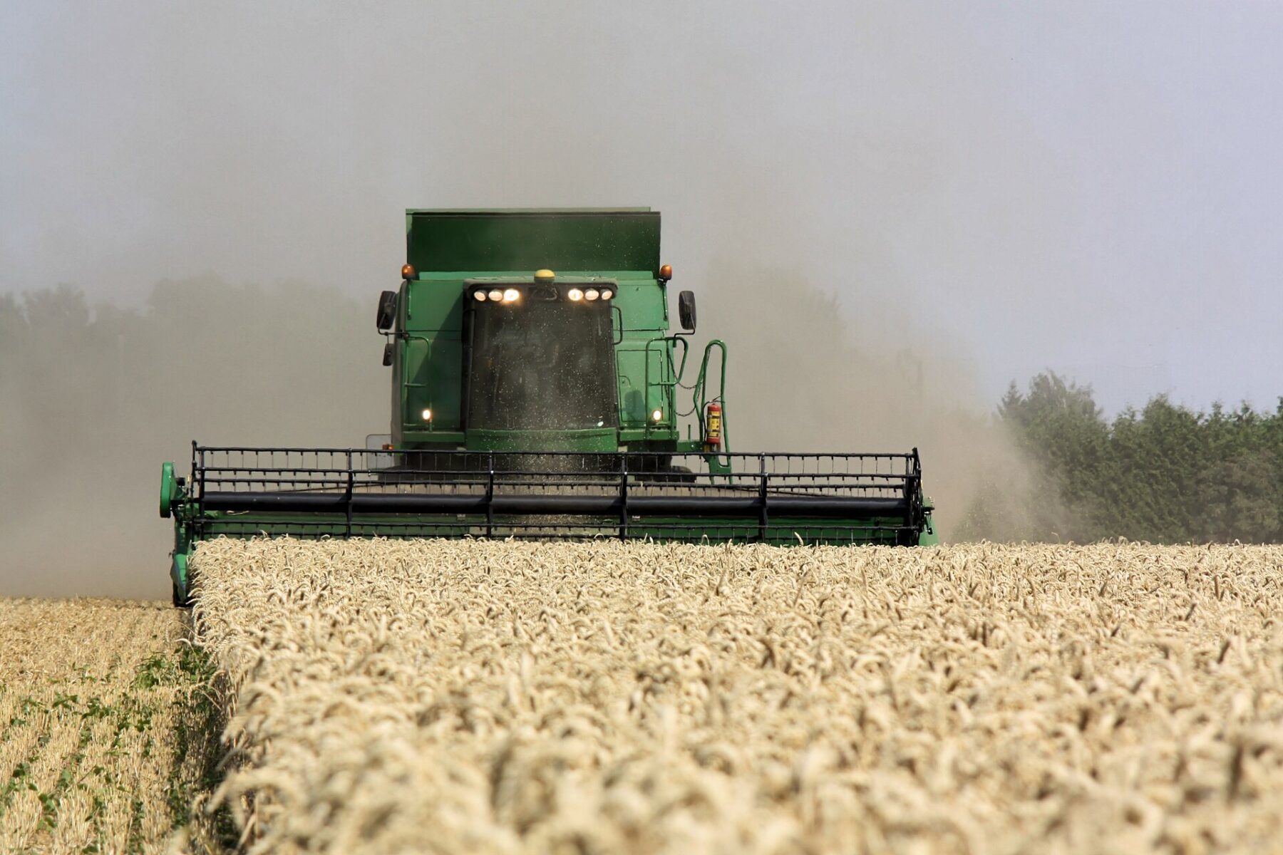A combine harvester working in a wheat field